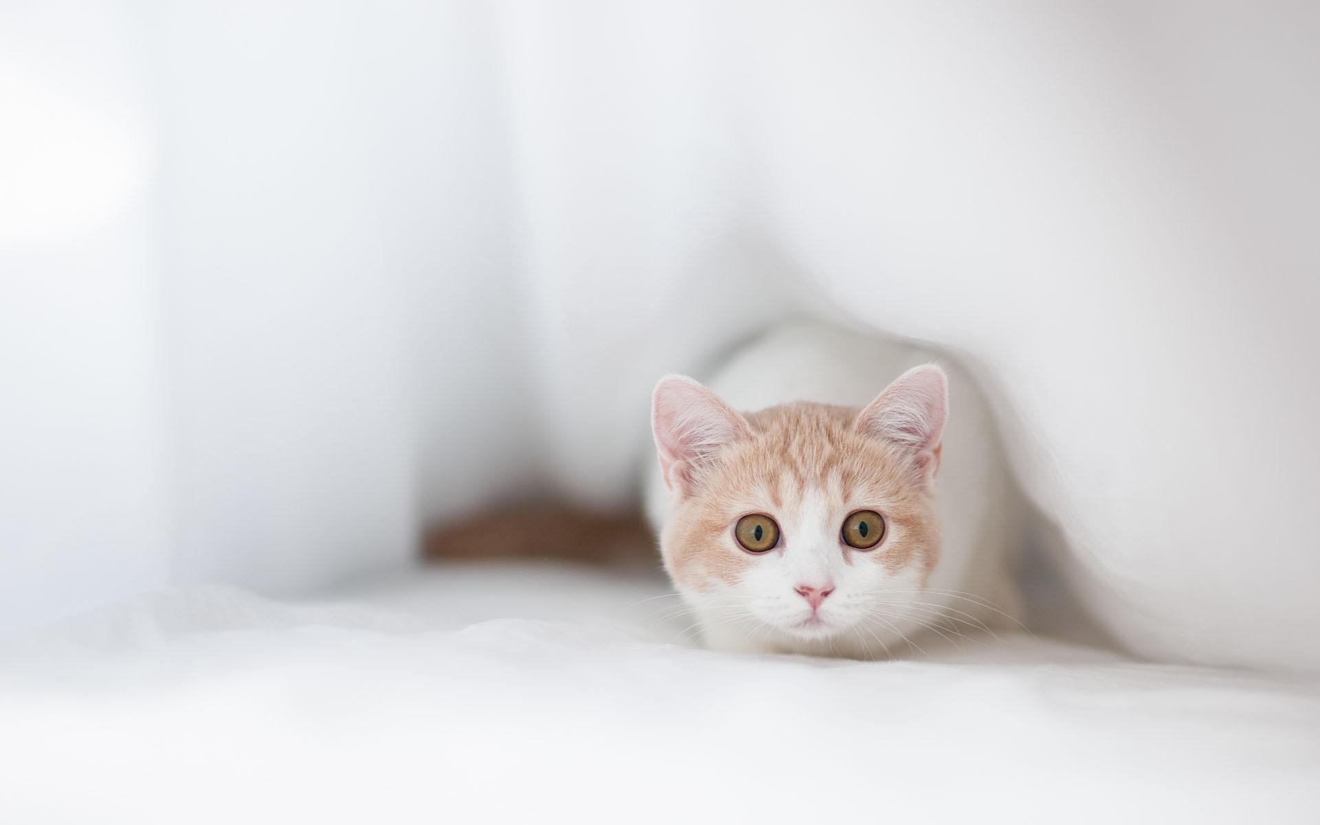 1920x1200 Wallpaper Orange and White Tabby Cat, Background Free Image