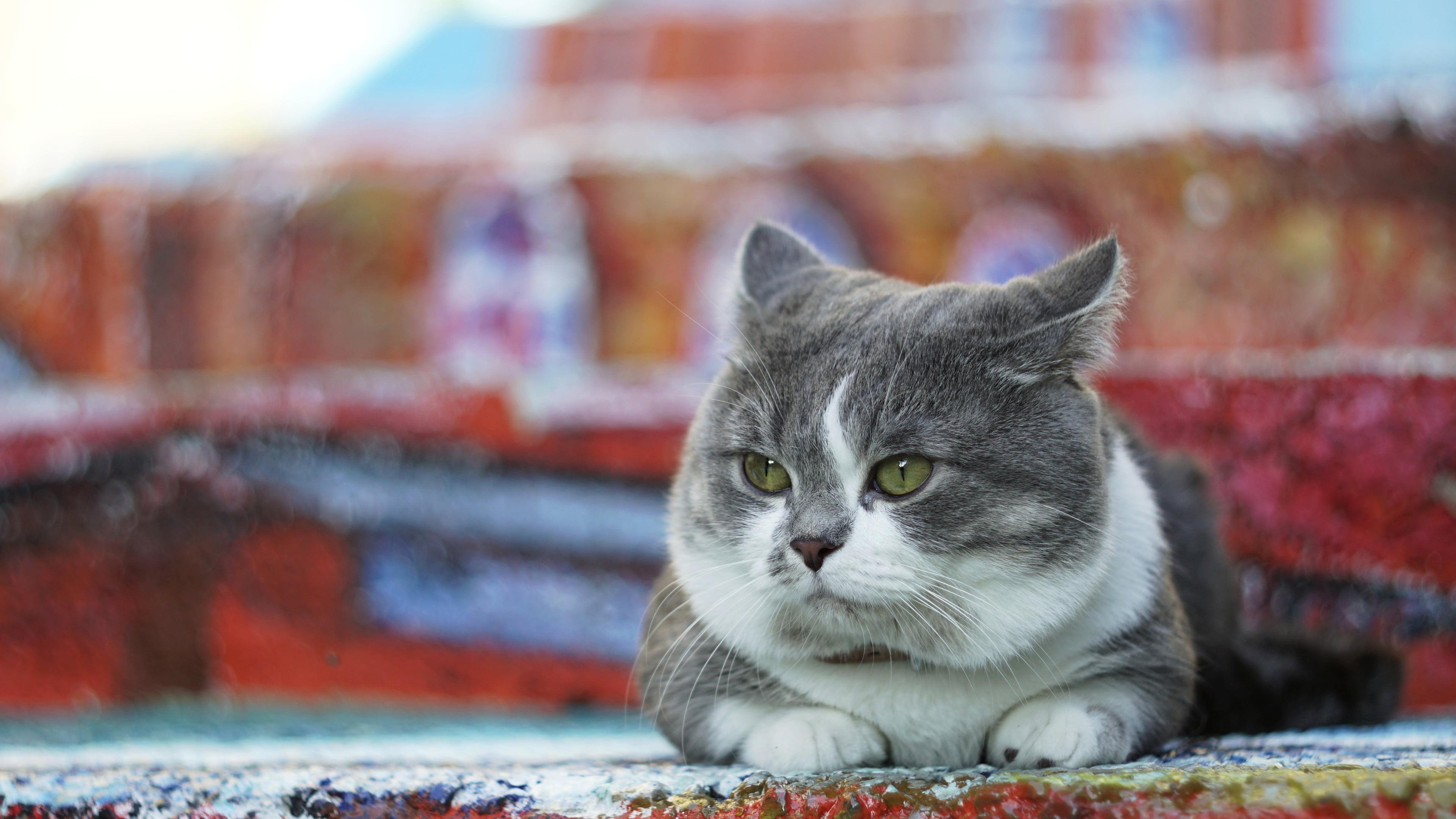 3840x2160 Wallpaper / fat face, grey, chubby, street, Munchkin, cat, color, lies, background, look, 4K free download