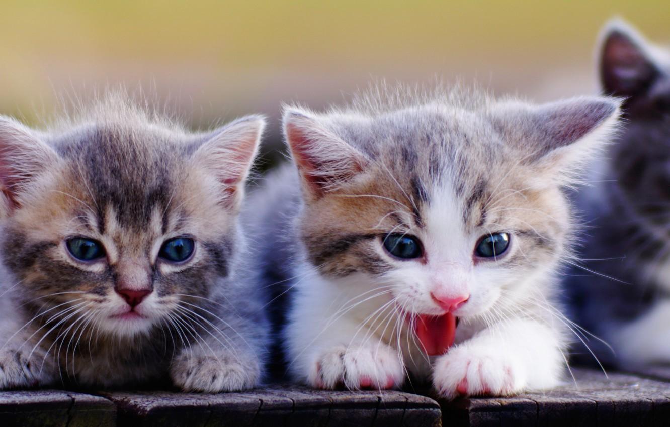 1332x850 Wallpaper kittens, kids, faces, Munchkin image for desktop, section кошки