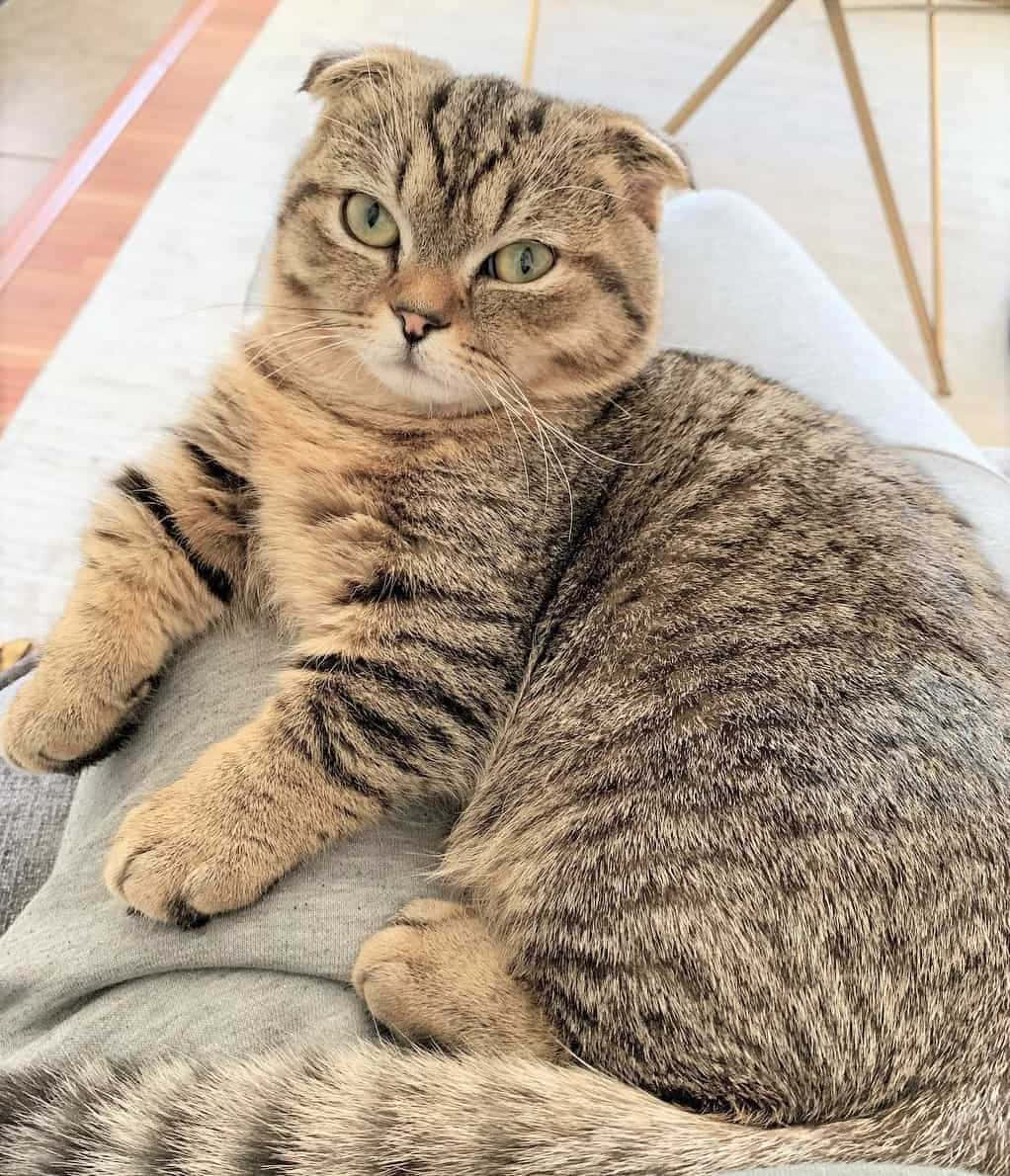 1022x1190 Download Munchkin Cat 1022 X 1190 Wallpaper
