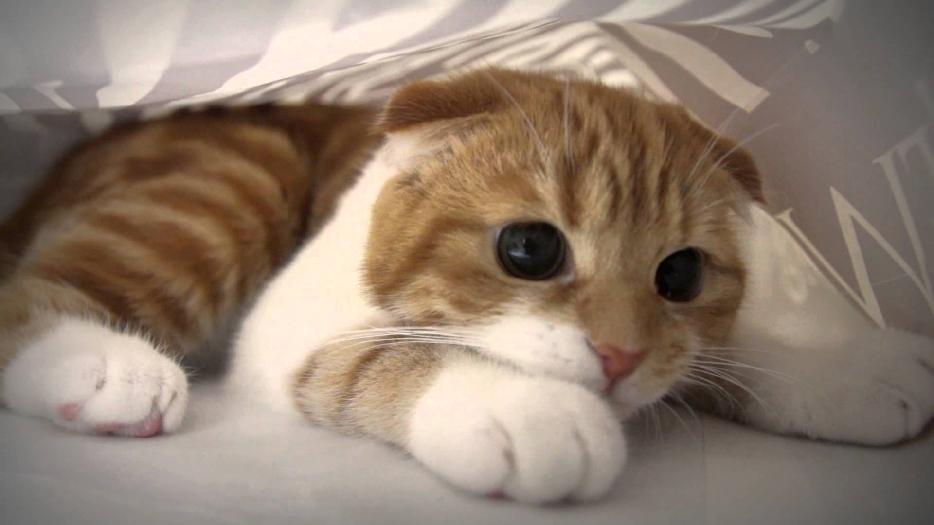 1920x1080 Munchkin cat eye Desktop wallpaper 1920x1080