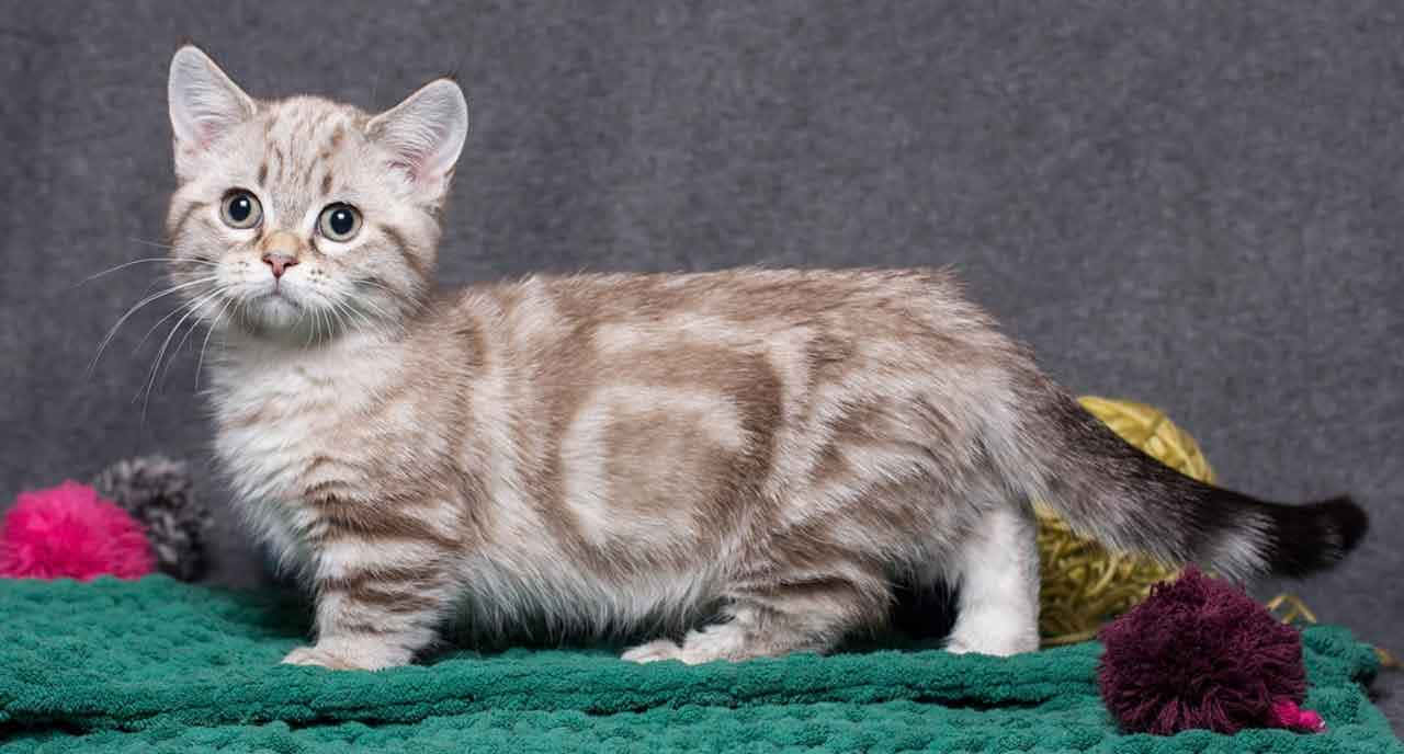 1280x688 Download Munchkin Cat 1280 X 688 Wallpaper