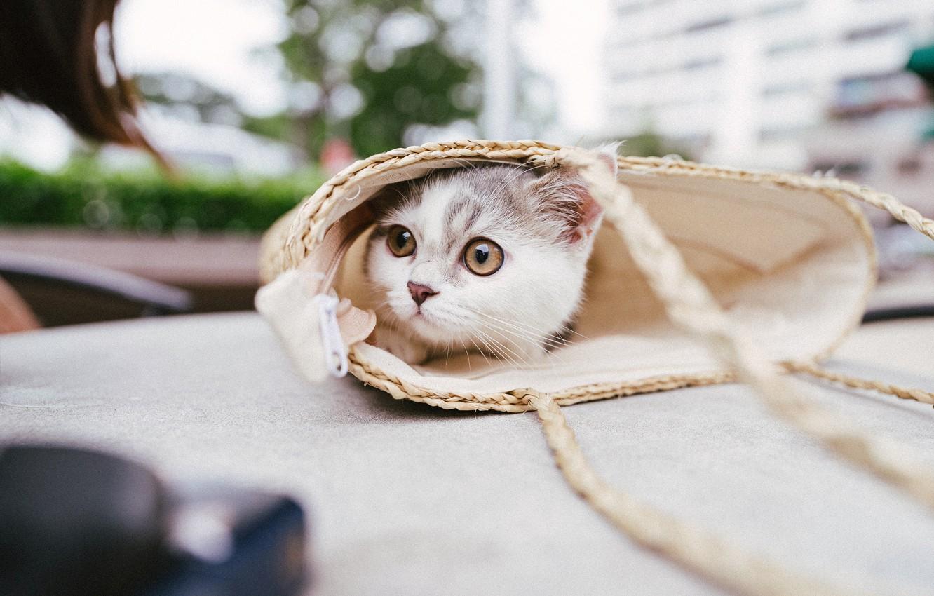 1332x850 Wallpaper cat, look, the city, kitty, table, street, bag, Munchkin image for desktop, section кошки