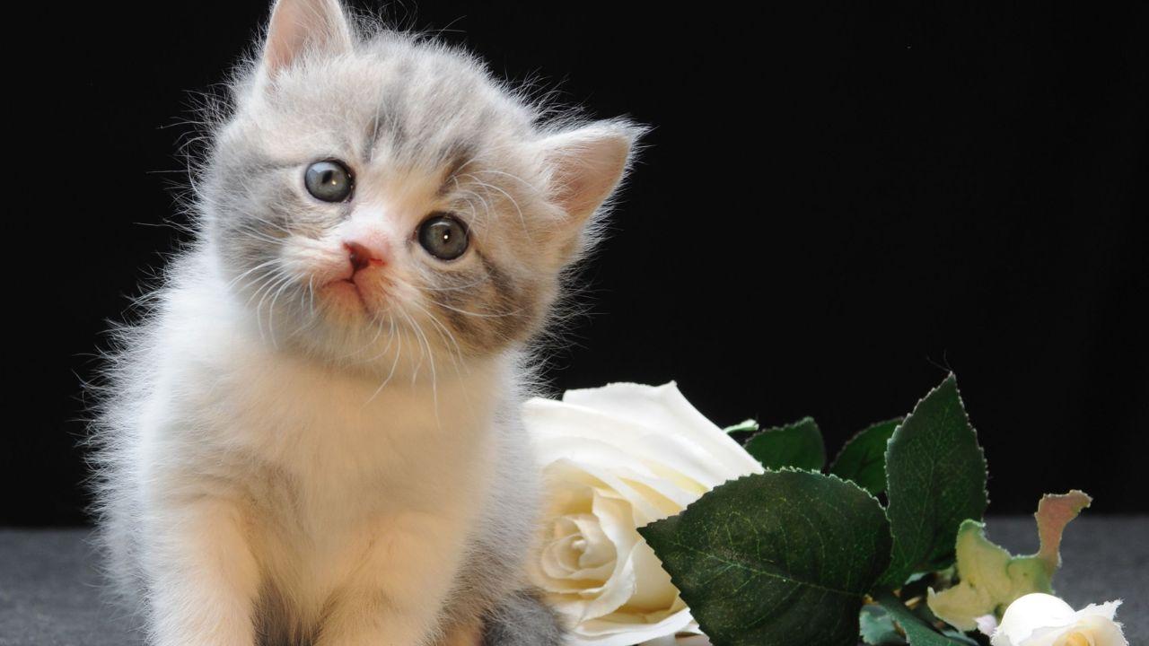 1280x720 Munchkin Cat: FAQ 101 (With Price And Lifespan)