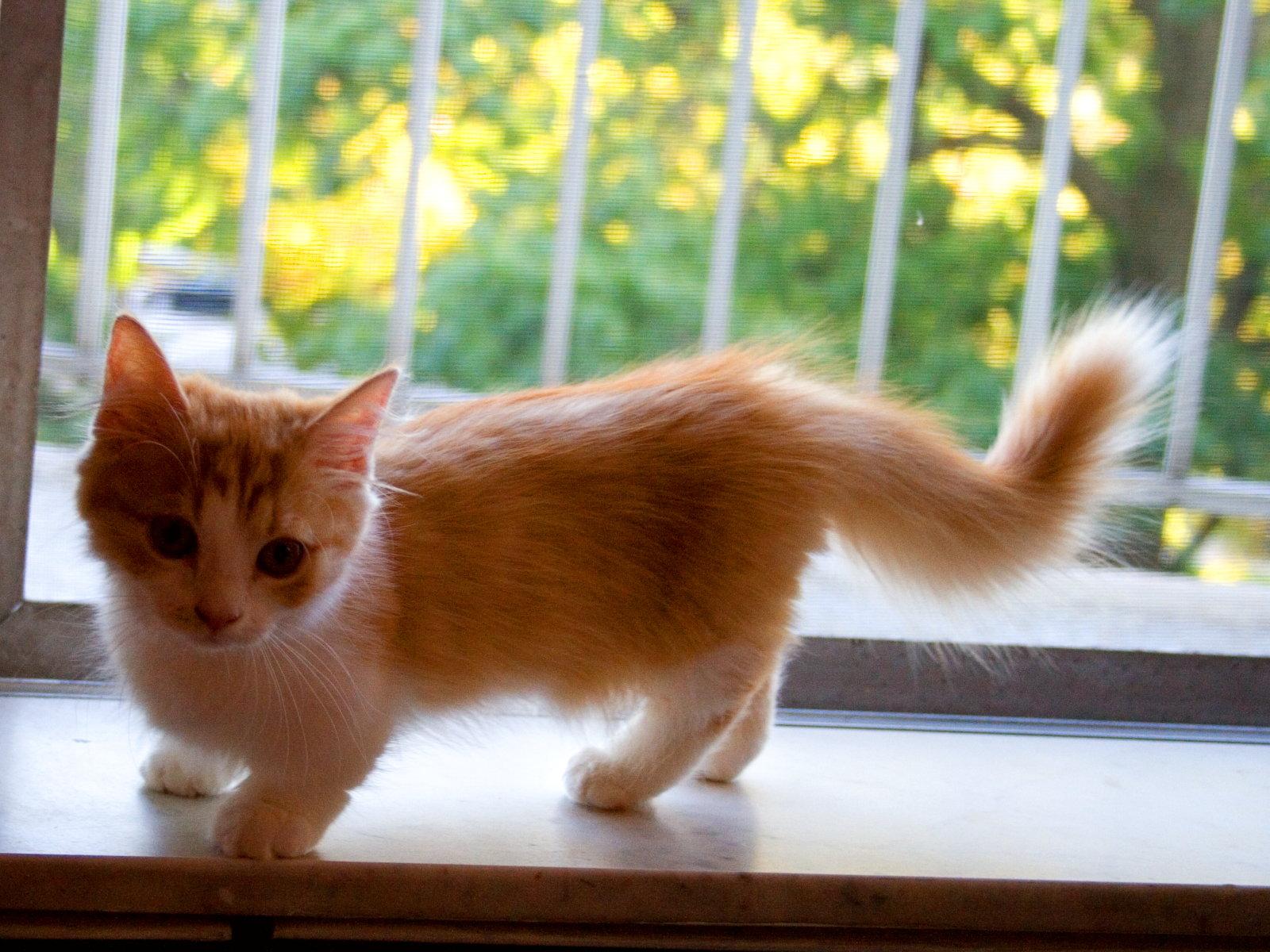 1600x1200 Munchkin Cat