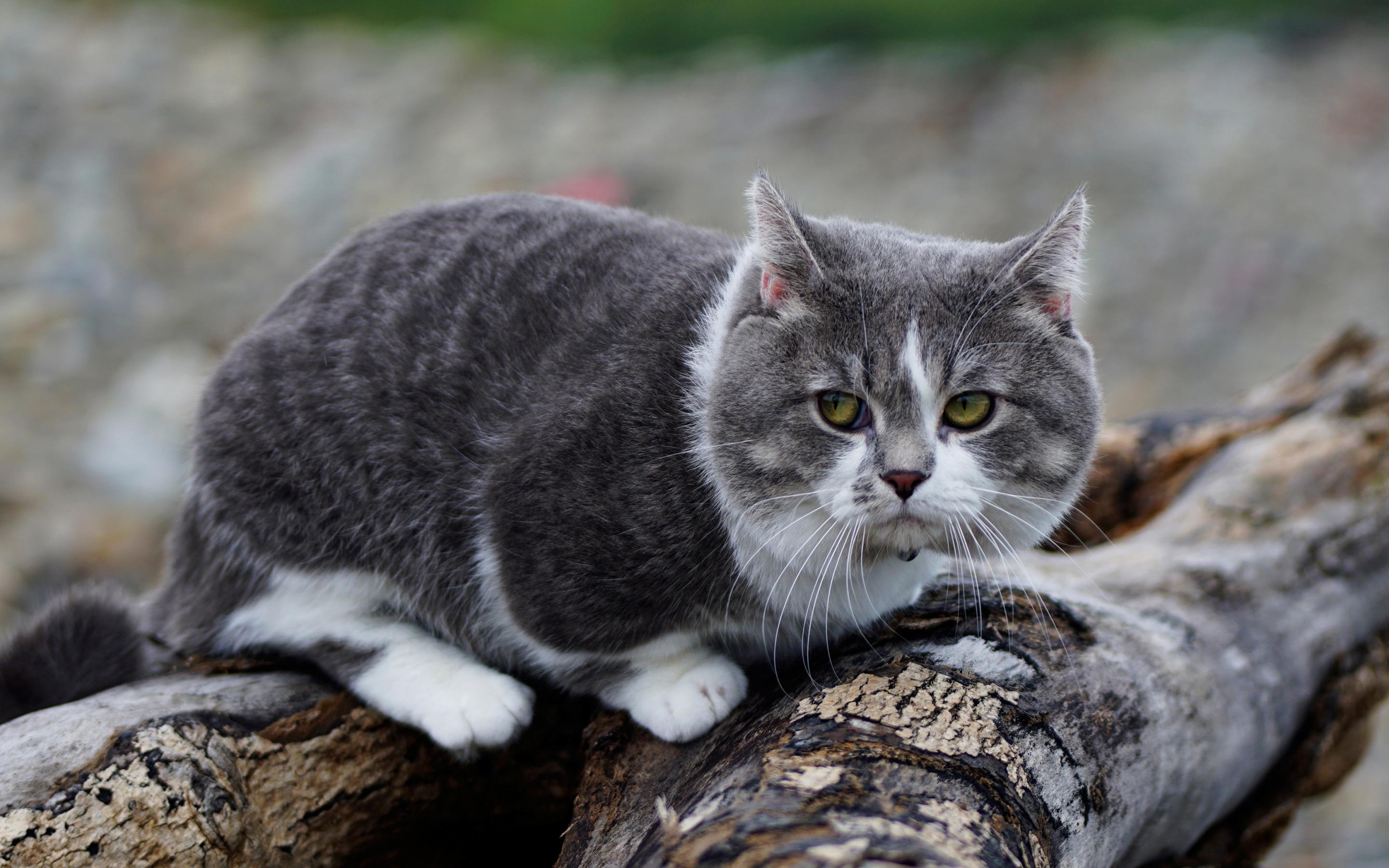 2880x1800 Download wallpaper Munchkin cat, American breed of cats, gray furry cat, domestic breed of cats, pets, cats for desktop with resolution 2880x1800. High Quality HD picture wallpaper