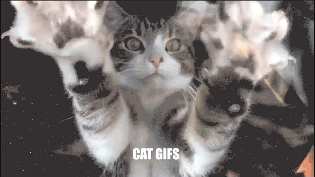 1280x720 The Sewer Cats 'Cat Gifs'