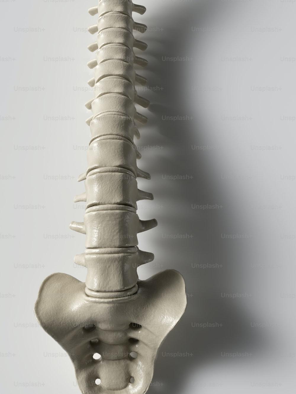 Backbone Wallpapers Top Free Backbone Backgrounds WallpaperAccess