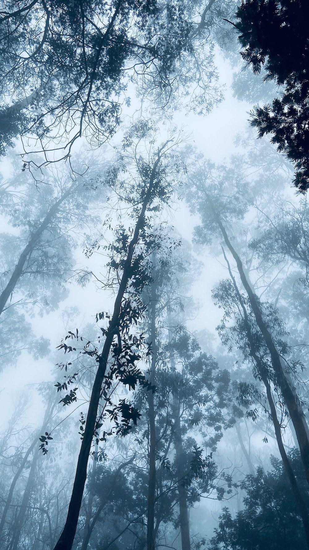 1000x1778 Kodaikanal Picture [HD]. Download Free Image