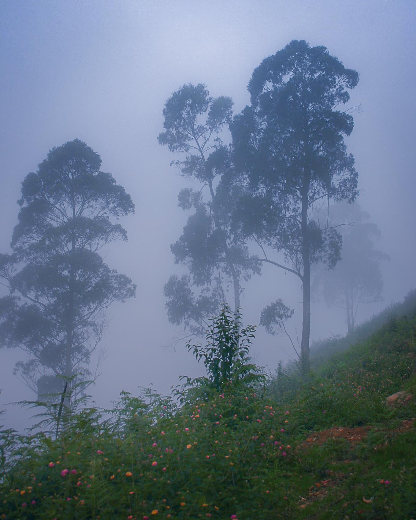 1360x1700 Tranquility. In the misty mountains of Kodaikanal Tamil Nadu India. [OC] [1360x1700] #Music #IndieA. Beautiful nature picture, Beautiful nature, Autumn landscape