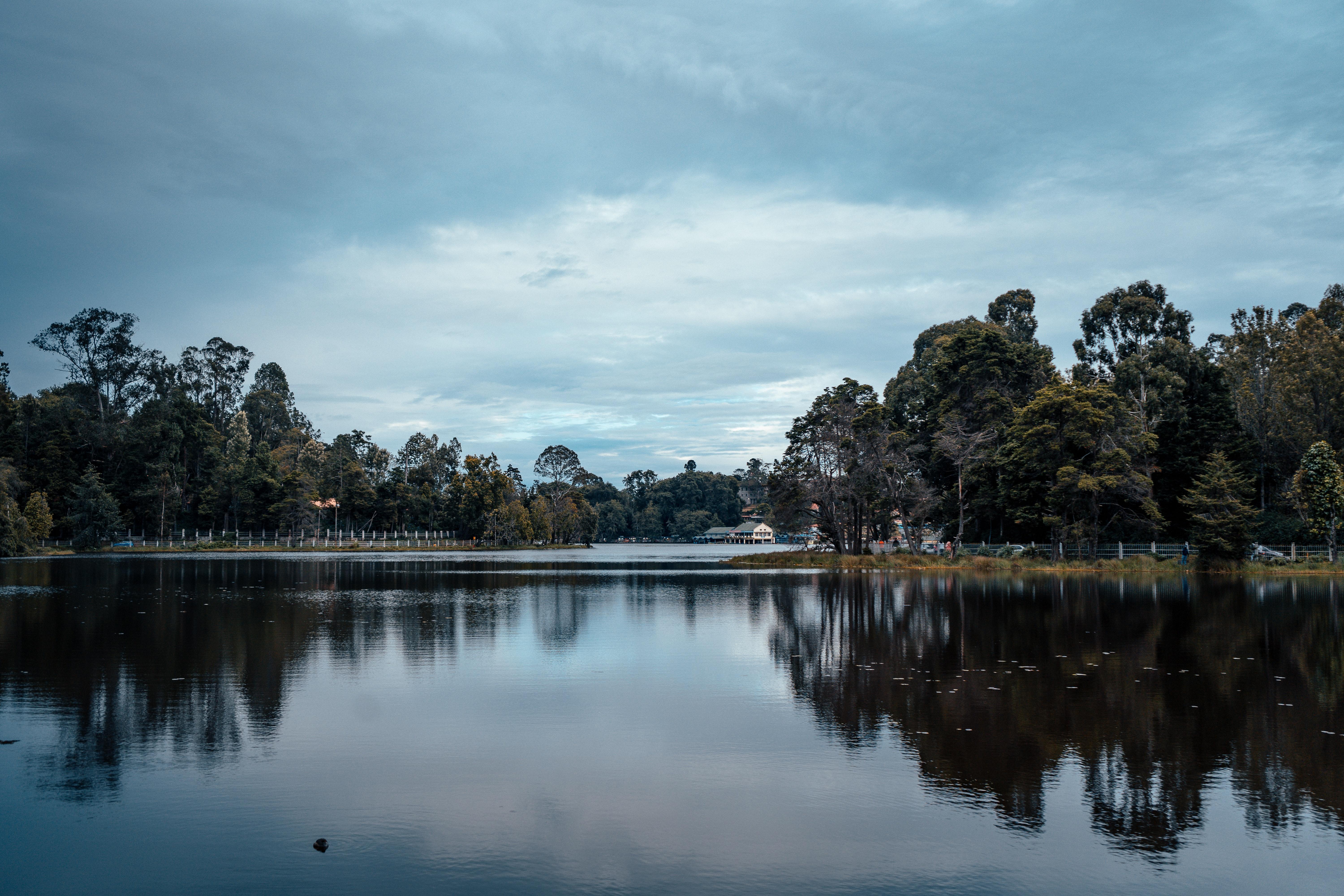 6000x4000 Green Trees Near the Lake · Free