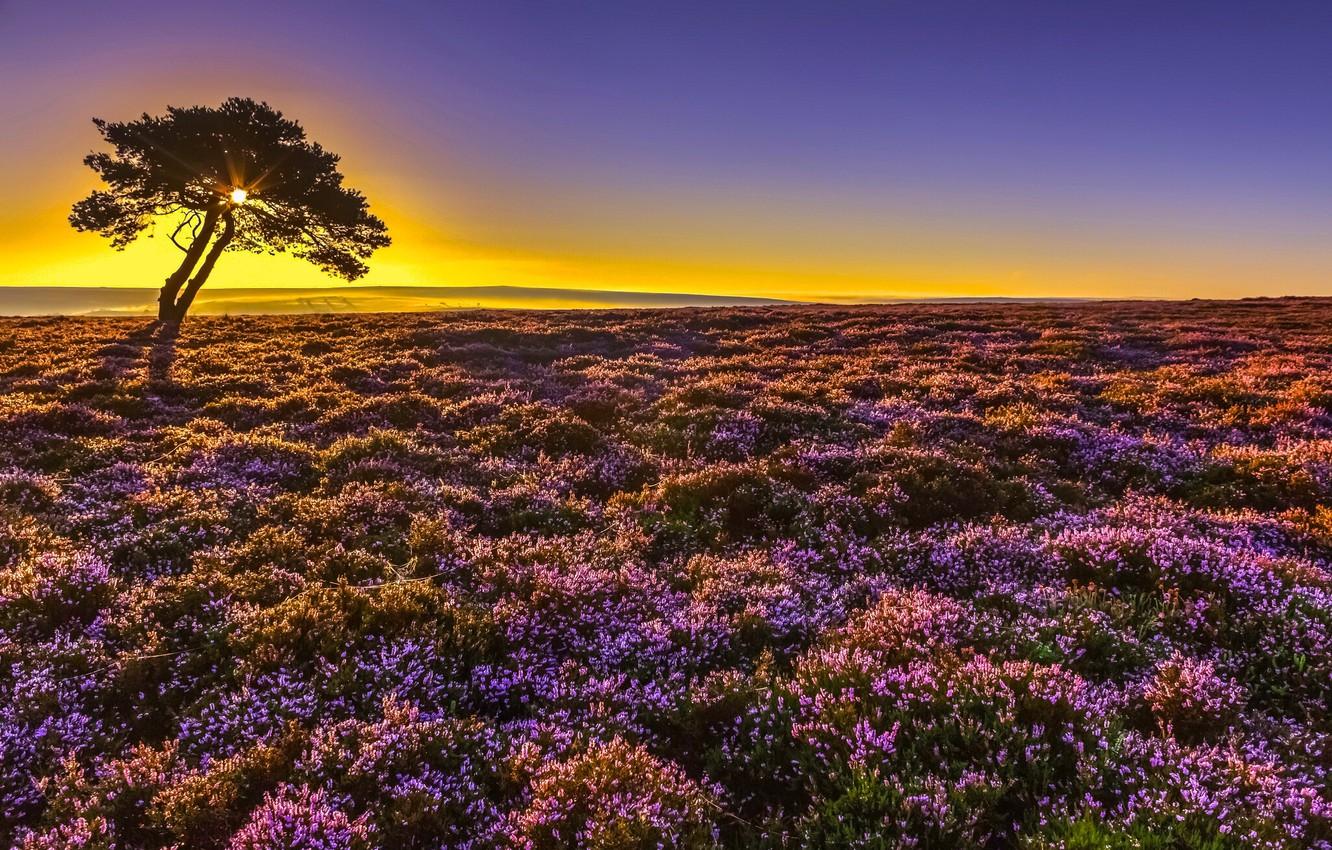 1332x850 Wallpaper sunrise, tree, dawn, England, morning, England, North Yorkshire, Heather, North Yorkshire, North York Moors National Park, Borough of Scarborough, Borough of Scarborough, National Park the North York Moors image for desktop