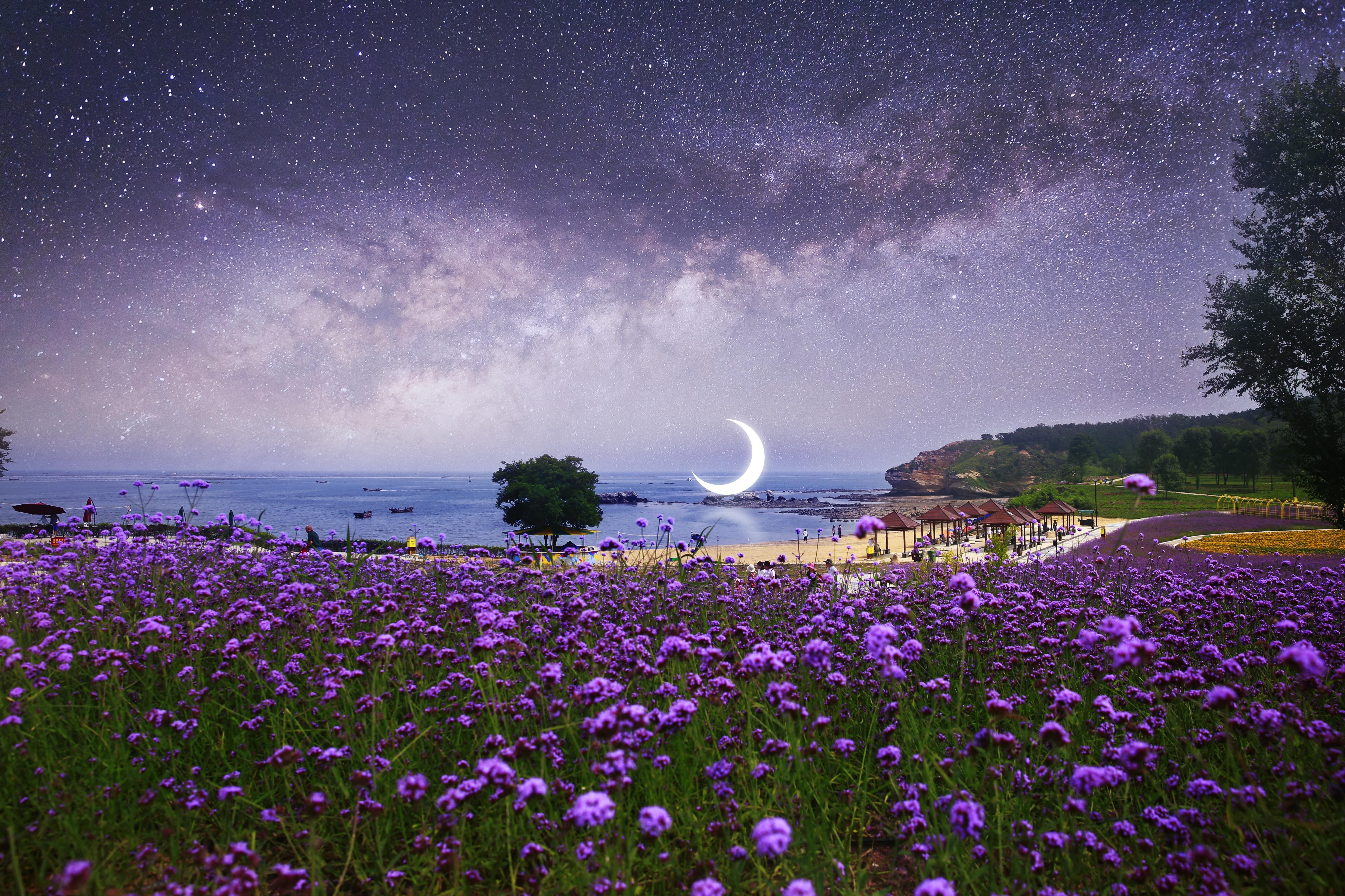 5760x3840 Beautiful beach of Dalian with purple flowers, under violet sky with Moon free image download