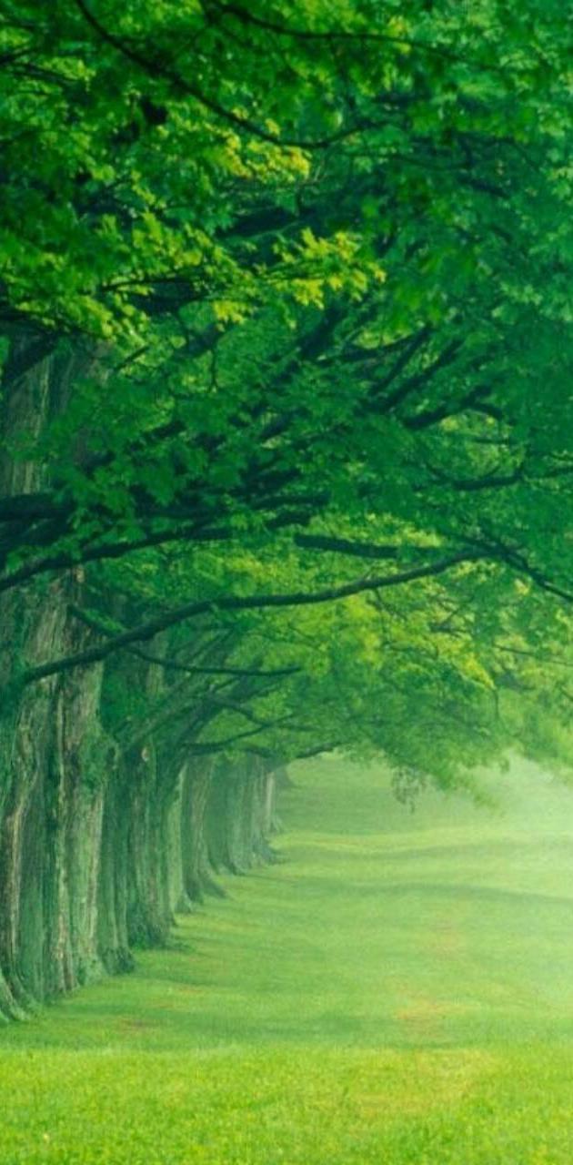 630x1280 Nature nice view wallpaper