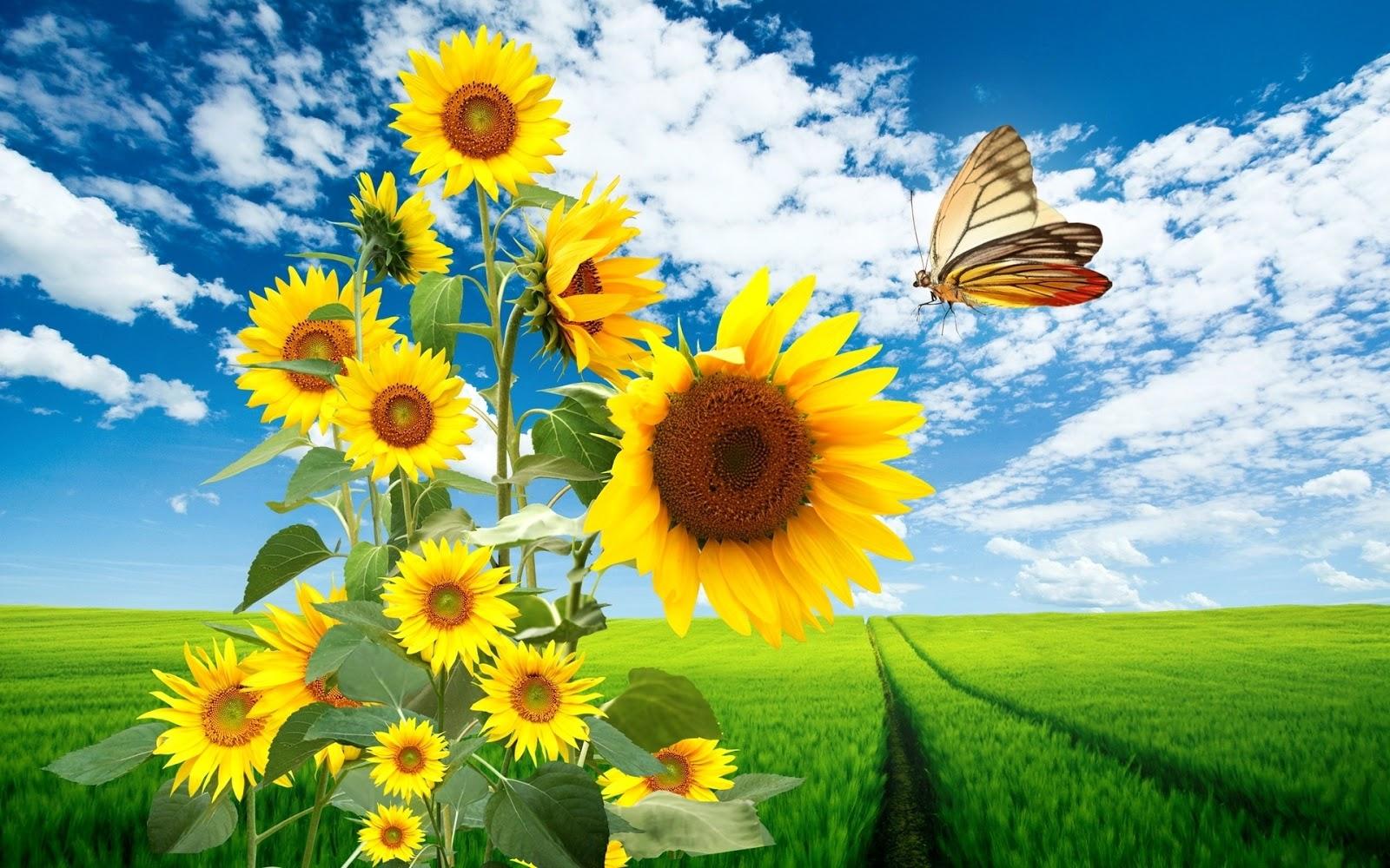 1600x1000 Wallpaper Sols: Nature Sunflowers HD Wallpaper