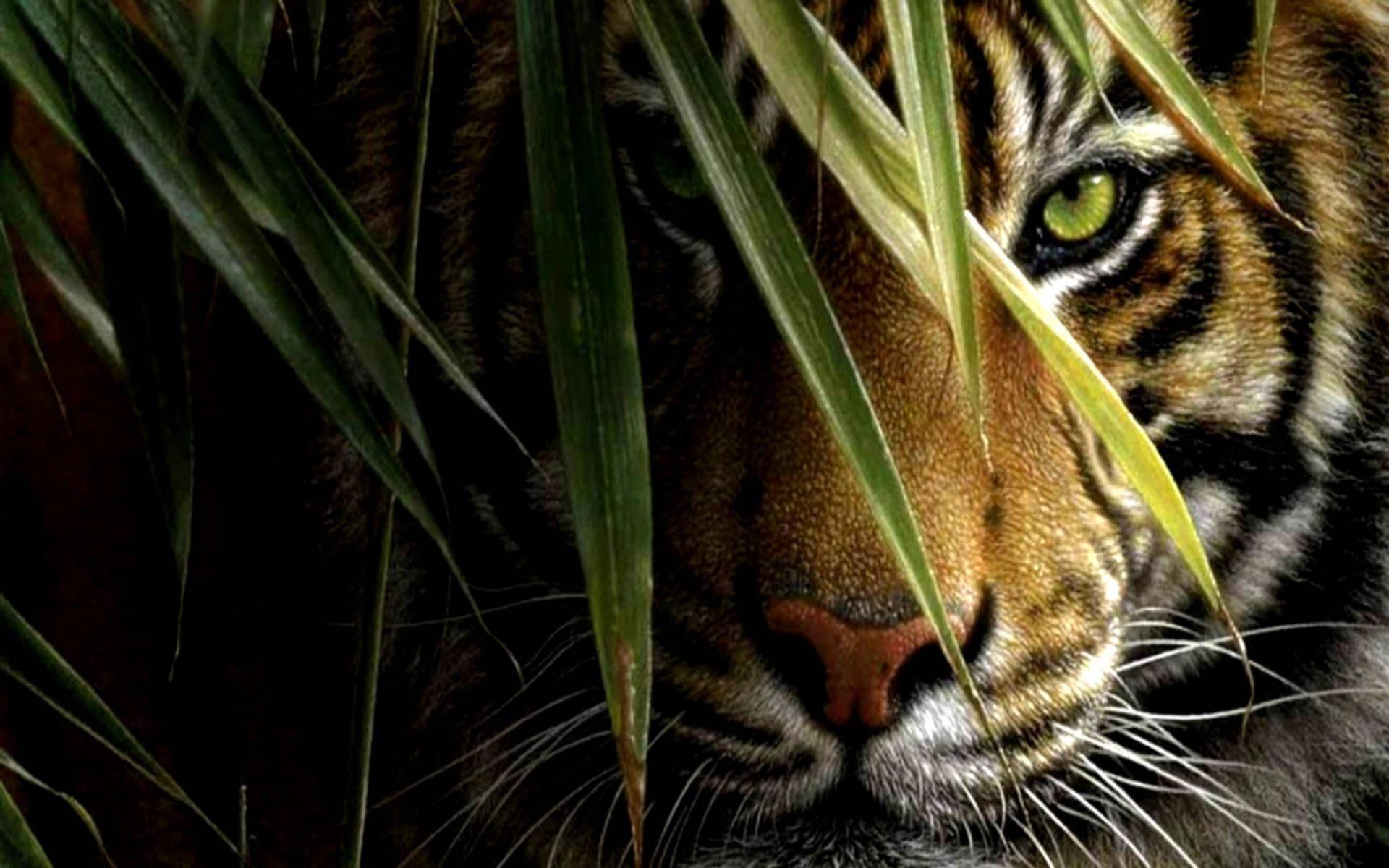 1920x1200 Download 3D HD Staring Tiger Wallpaper