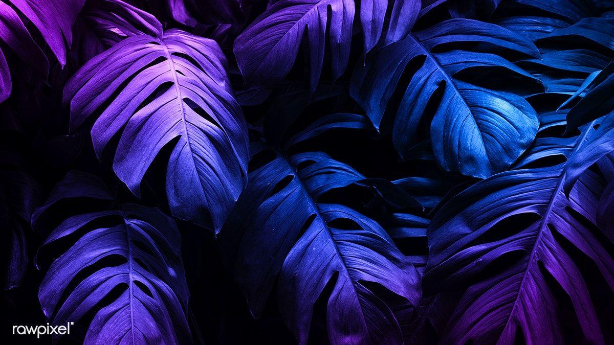 1200x675 Neon tropical Monstera leaf banner. premium image / HwangMangjoo. Fond d'écran tropical, Fond d'écran ordinateur, Fond d'écran tél éphone