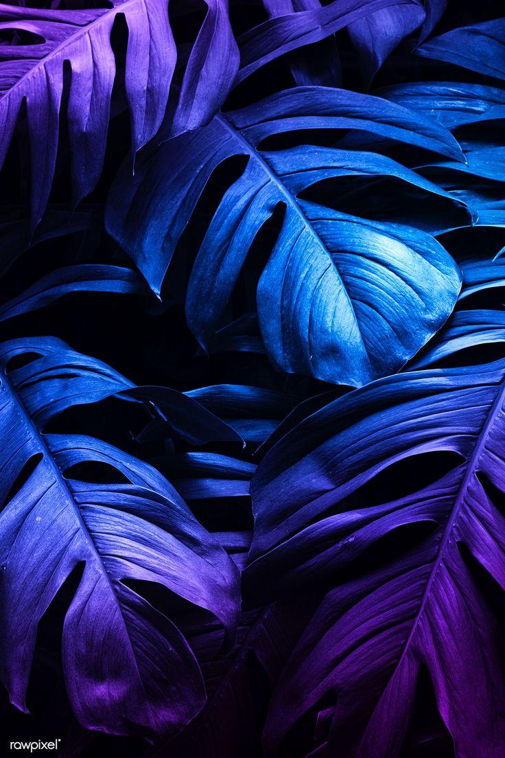 736x1104 Neon tropical Monstera leaf banner. premium image / HwangMangjoo. Neon jungle, Aesthetic wallpaper, Monstera leaf