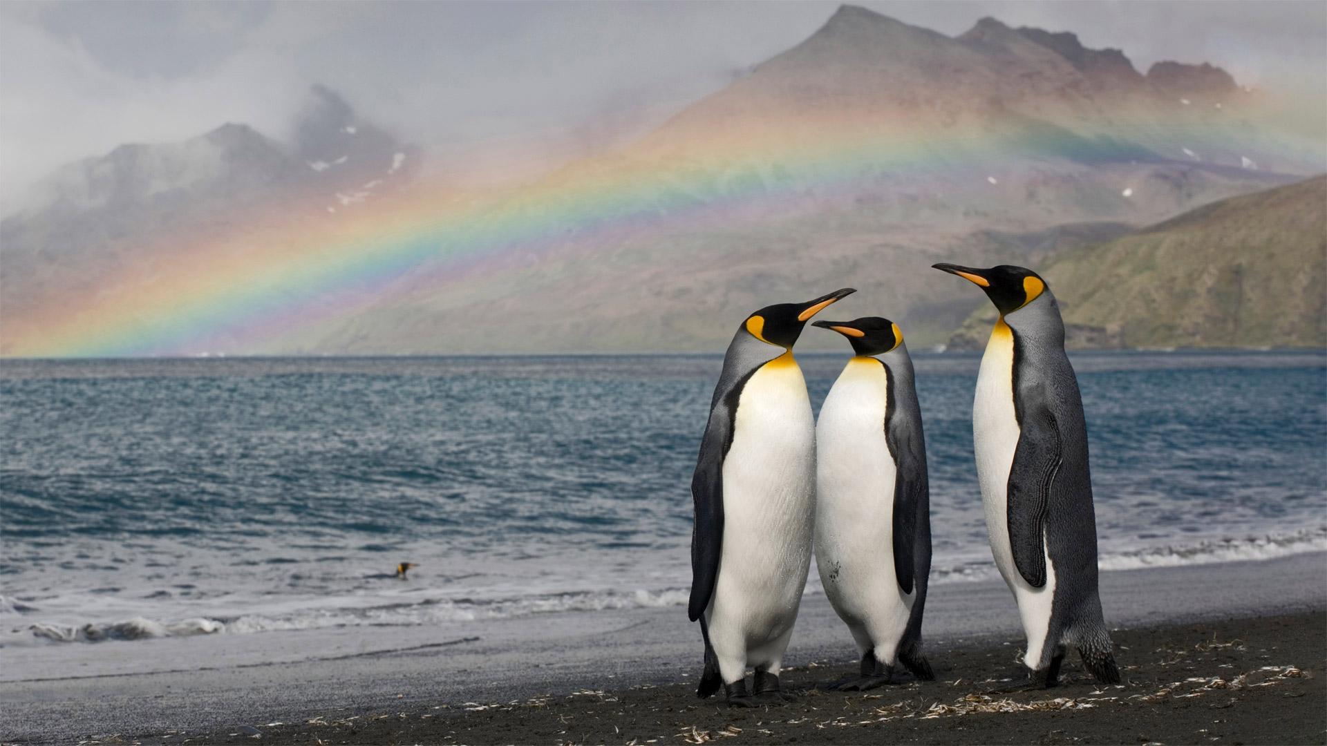 1920x1080 World Penguin Day Wallpaper