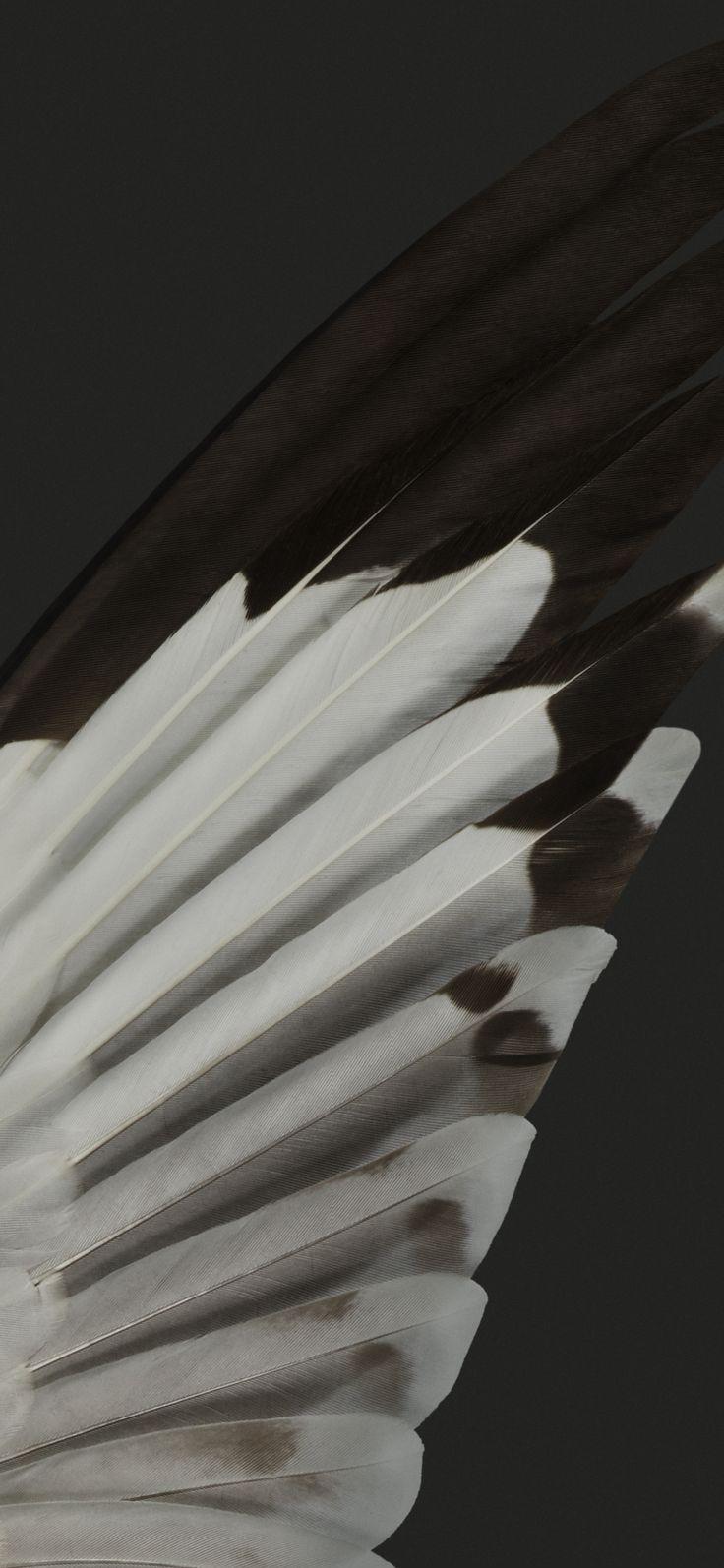 736x1594 New Google Pixel 7 Pro Wallpaper