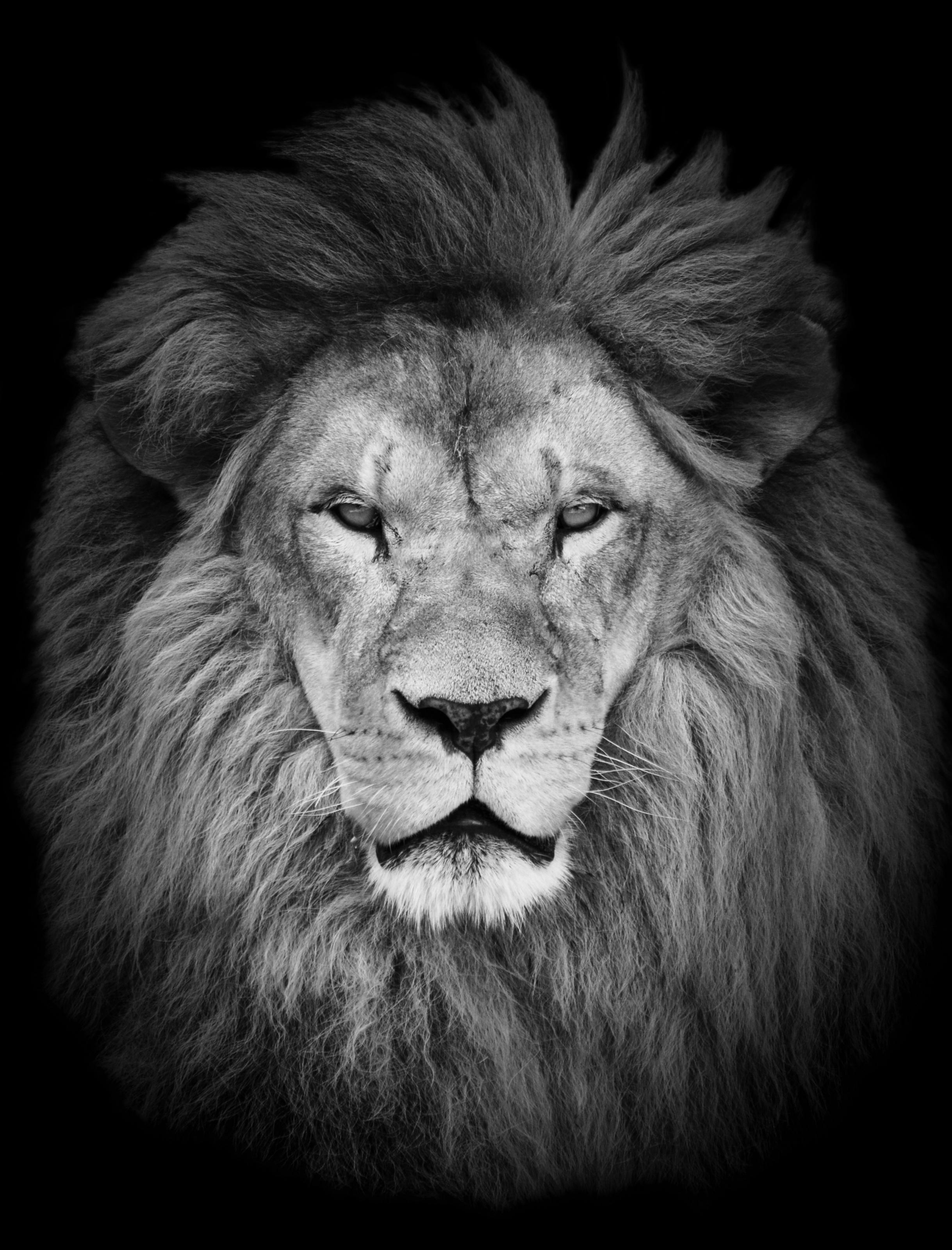 Lion Portrait Wallpapers - Top Free Lion Portrait Backgrounds ...