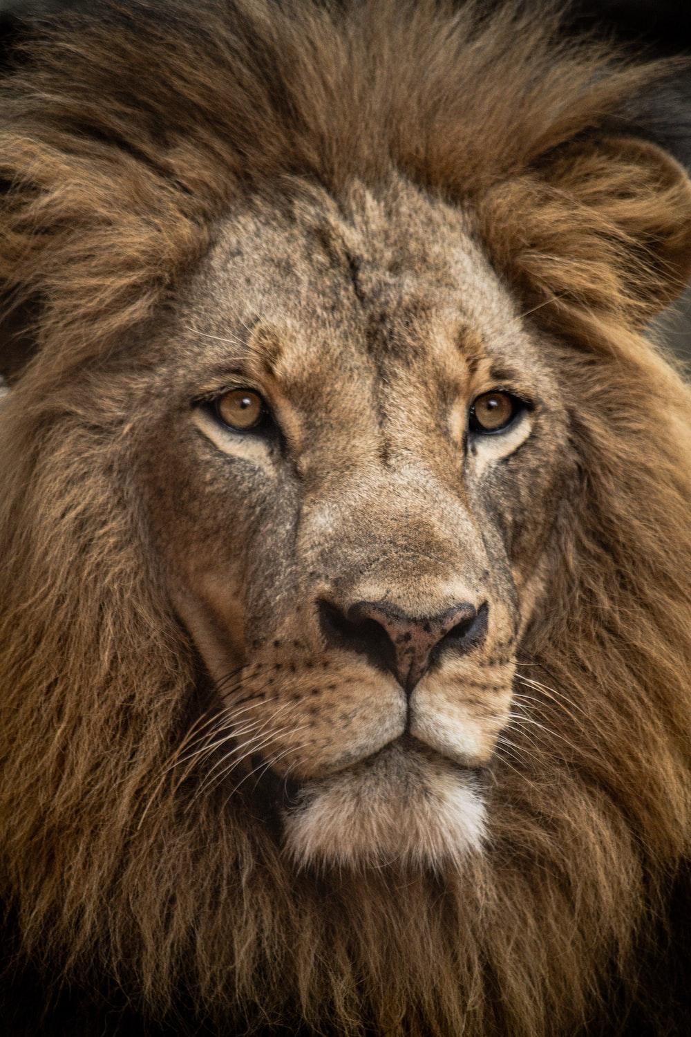 1000x1500 Lion Portrait Picture. Download Free Image