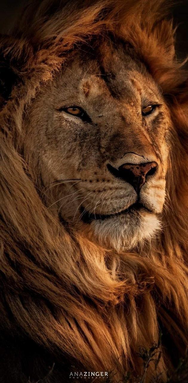 630x1280 Download lion wallpaper by Alex10bet now. Browse millions of popular face Wallpaper and Ringto. Lion wallpaper, Lion artwork, Lion image