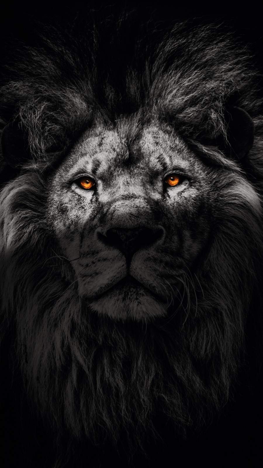 900x1600 Lion Portrait Wallpaper : iPhone Wallpaper