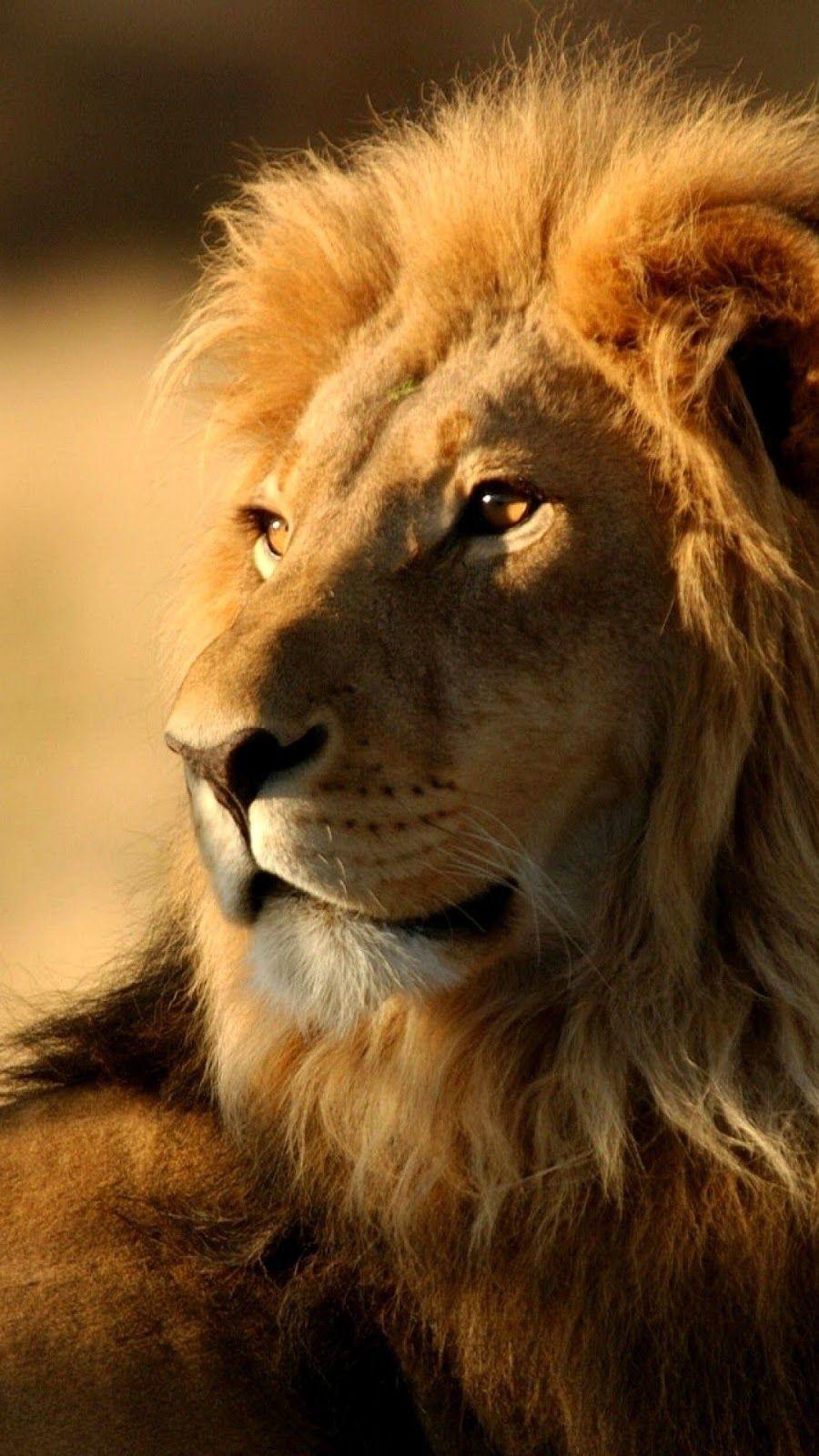 900x1600 1080p HD Lion Wallpaper iPhone High Quality Desktop, iphone and android and Wallpaper. Animals Wallpaper HD. Animals, Animals beautiful, Wild cats