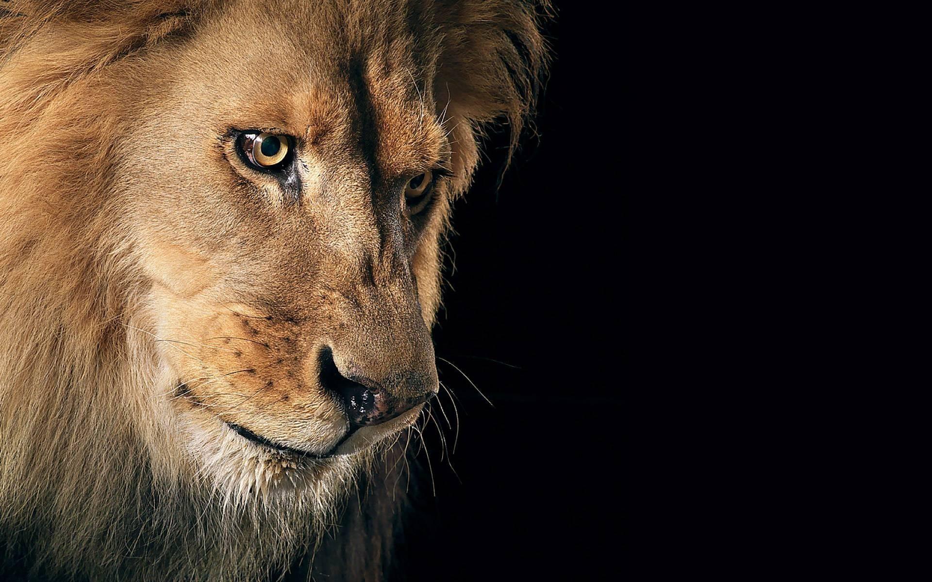1920x1200 Download Lions wallpaper for mobile phone, free Lions HD picture