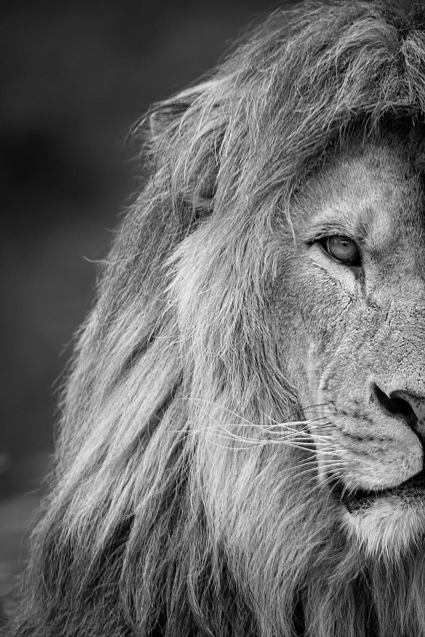 853x1280 Free White Lion & Lion Image