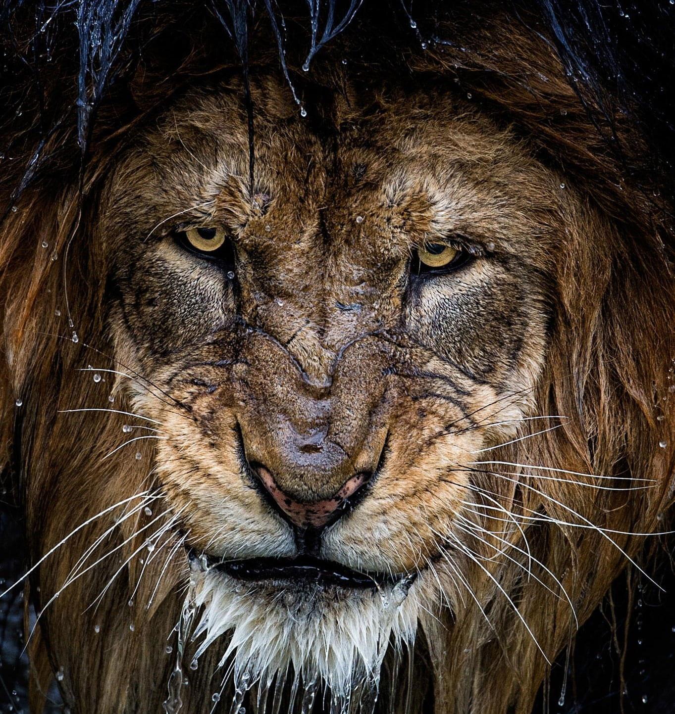 1363x1443 Brown Lion Wallpaper, Nature, Photography, Big Cats, Animals, Portrait