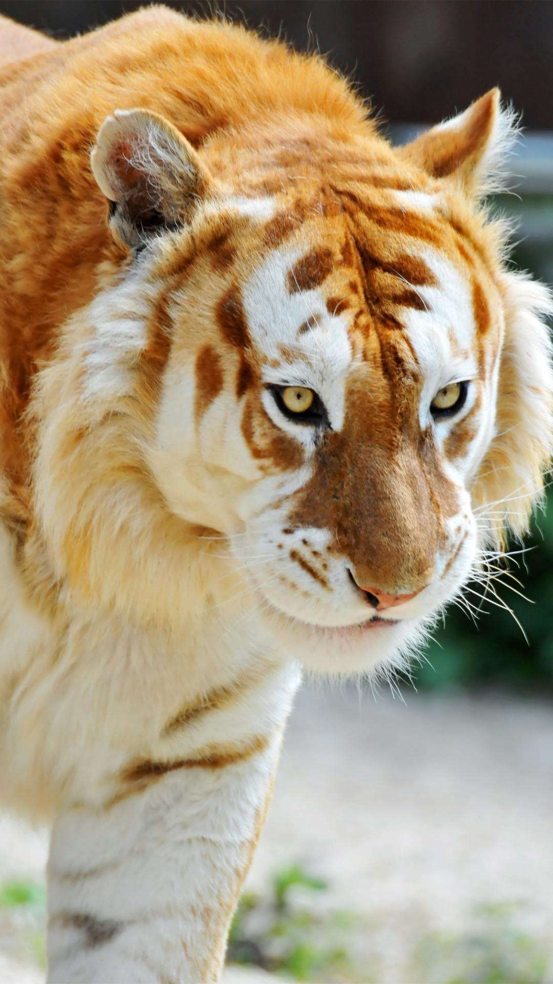1080x1920 Albino Animals Wallpaper