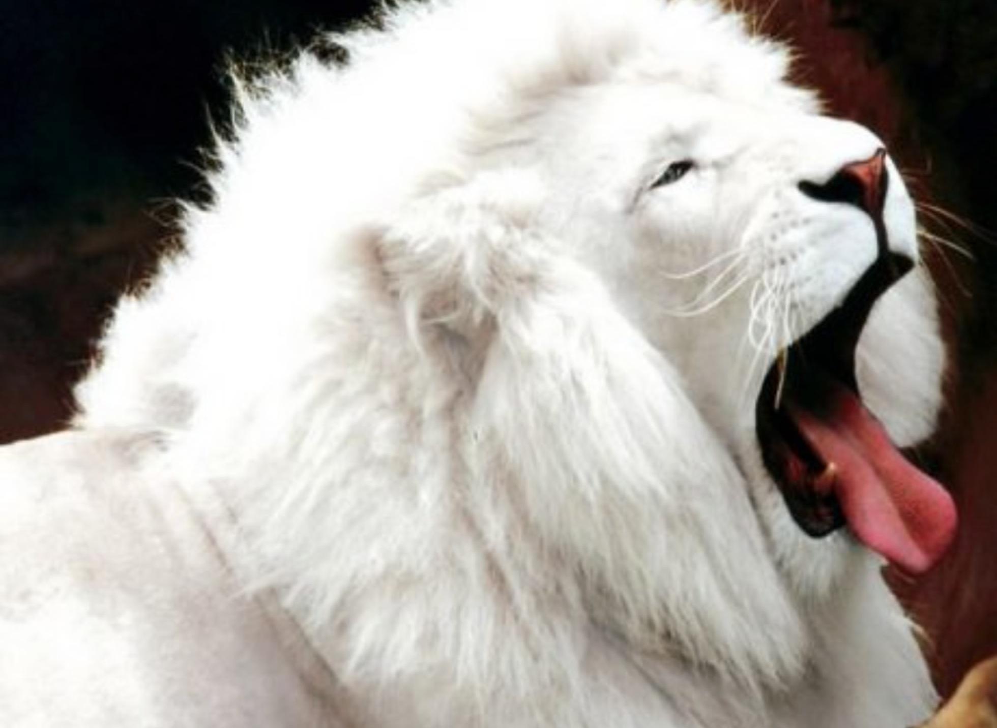 1960x1432 Albino animals