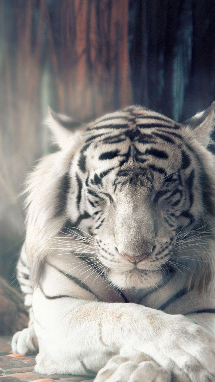 736x1308 White Tiger Autumn Sunlight 4K Ultra HD Mobile Wallpaper. Tiger spirit animal, Tiger photography, Animals beautiful