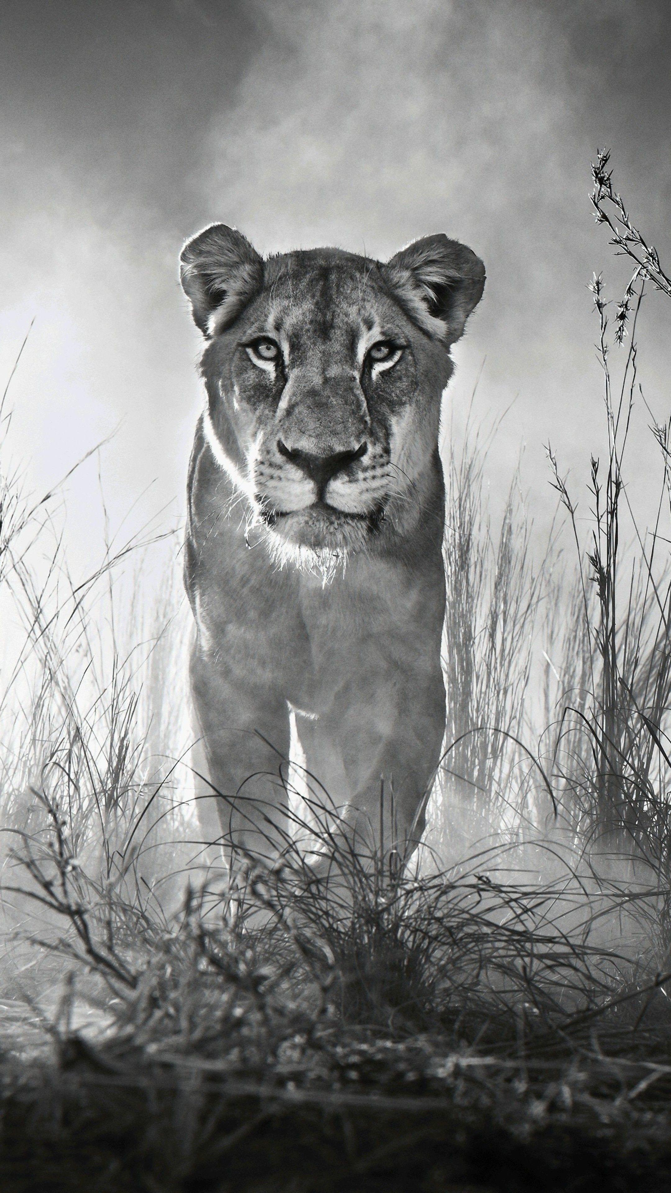 2160x3840 White And Black Animals Wallpaper