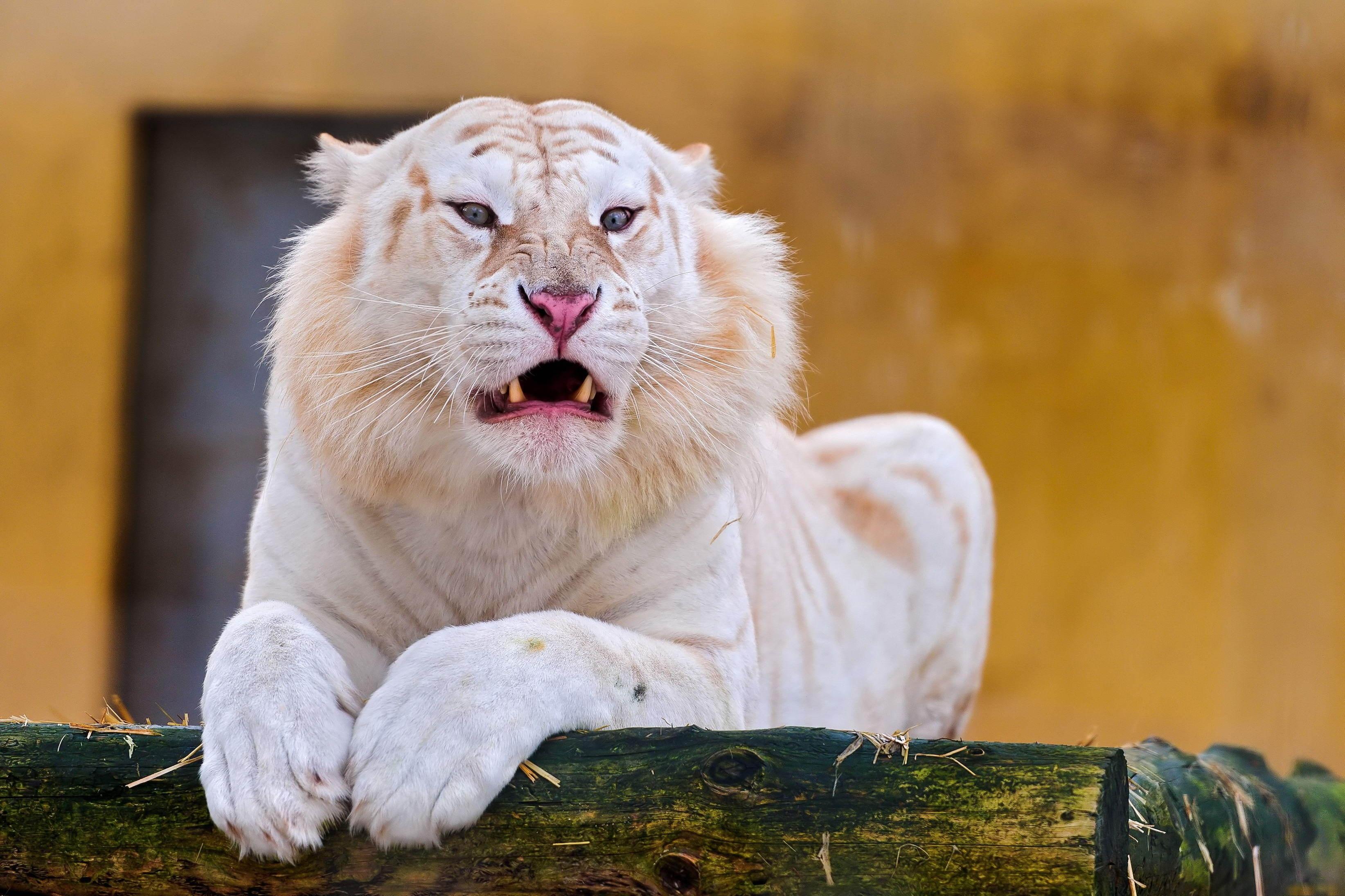 3287x2191 HD desktop wallpaper: Grin, Predator, Tiger, Albino, Animals download free picture