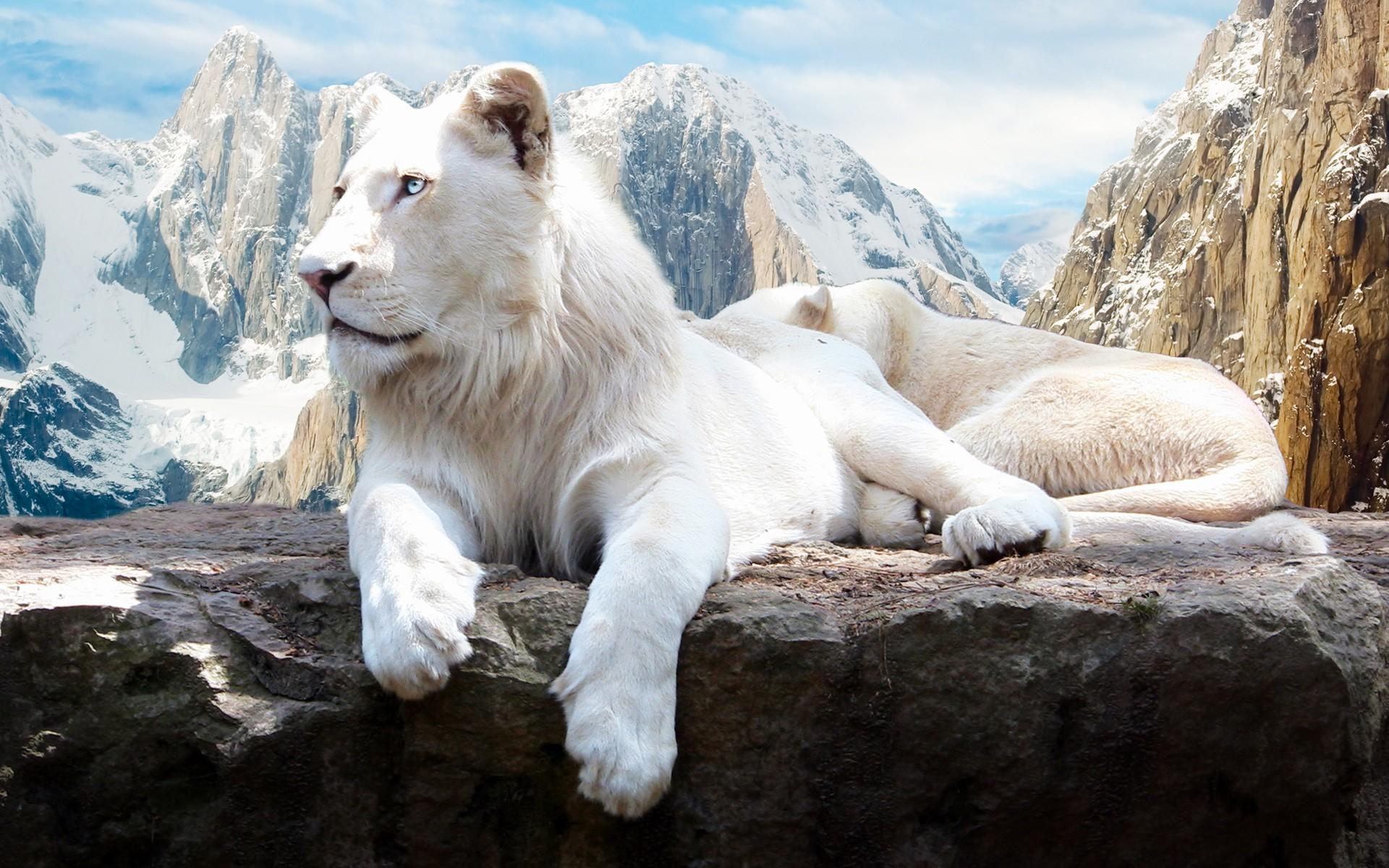 1920x1200 Wallpaper / lion, snow, white, animals free download