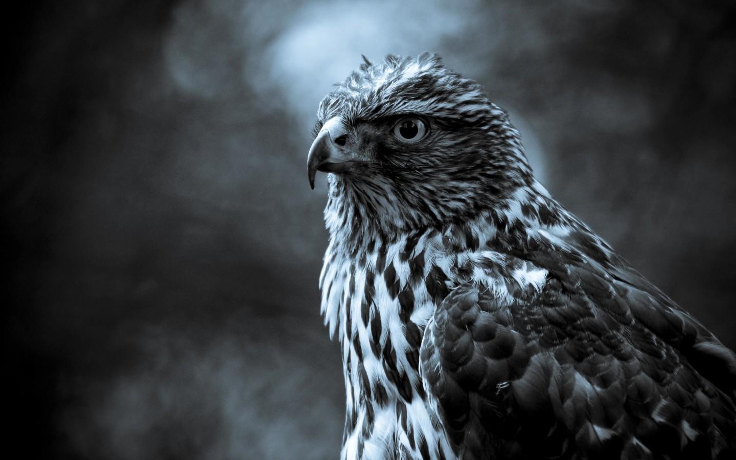 1440x900 Free download Black And White Animals 1 Free HD Wallpaper [1440x900] for your Desktop, Mobile & Tablet. Explore Black And White Animal Wallpaper. Wallpaper Black And White, White And
