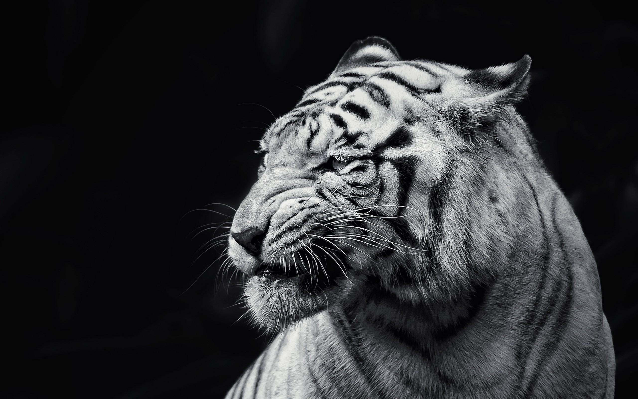 2560x1600 albino, cat, tiger, monochrome, animals Gallery HD Wallpaper