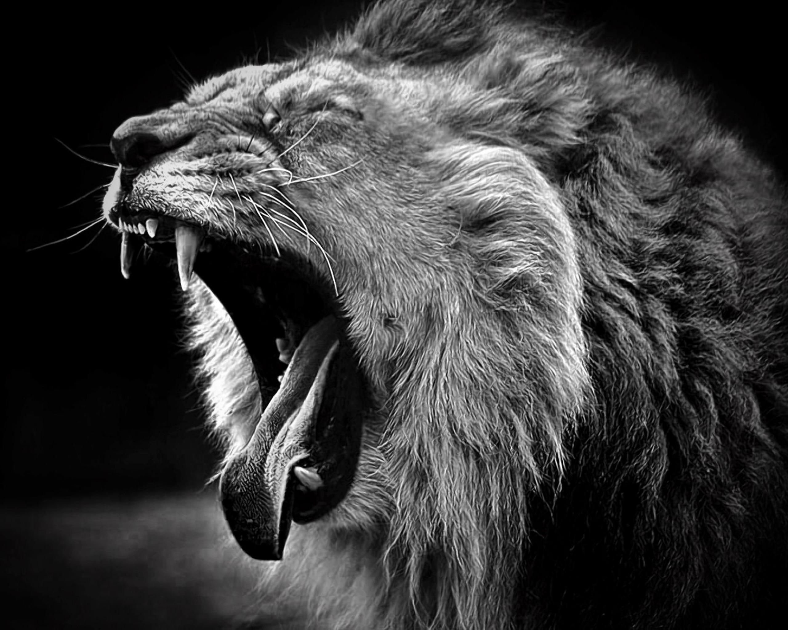 2560x2048 2560x2048 lion HD Background Gallery HD Wallpaper