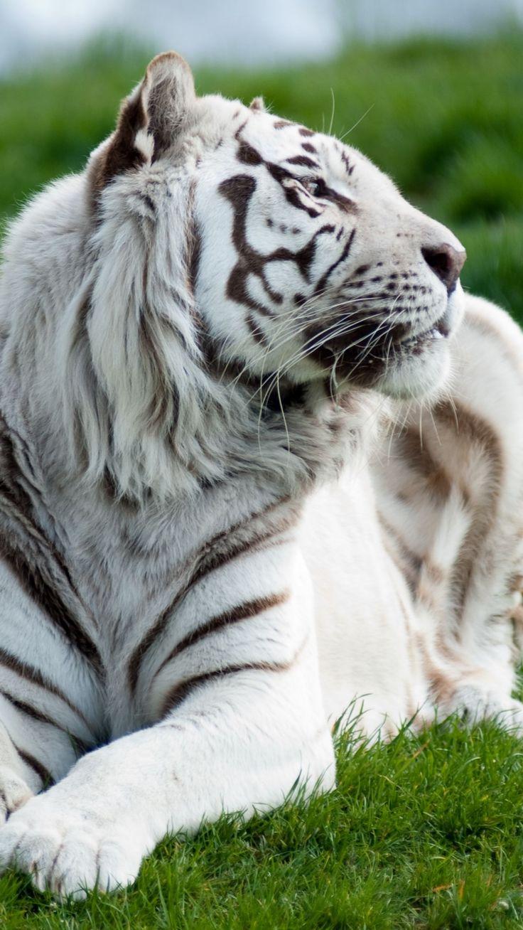 736x1308 Download Wallpaper 1080x1920 Tiger, Albino, Grass, Lie, Predator, Big cat Sony Xperia Z ZL, Z, Samsung Galaxy. Tiger picture, White tiger, Rare albino animals