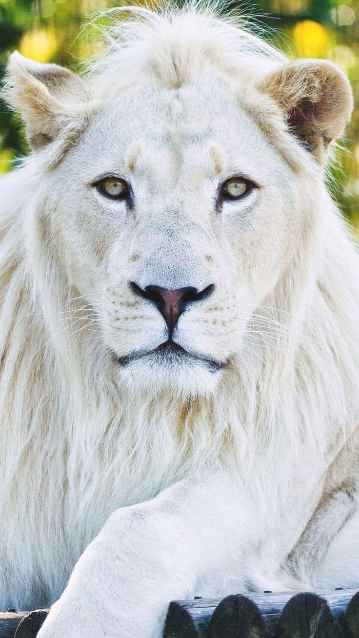 736x1308 Animals #White Lion #wallpaper. White lion image, Lion wallpaper, White lion