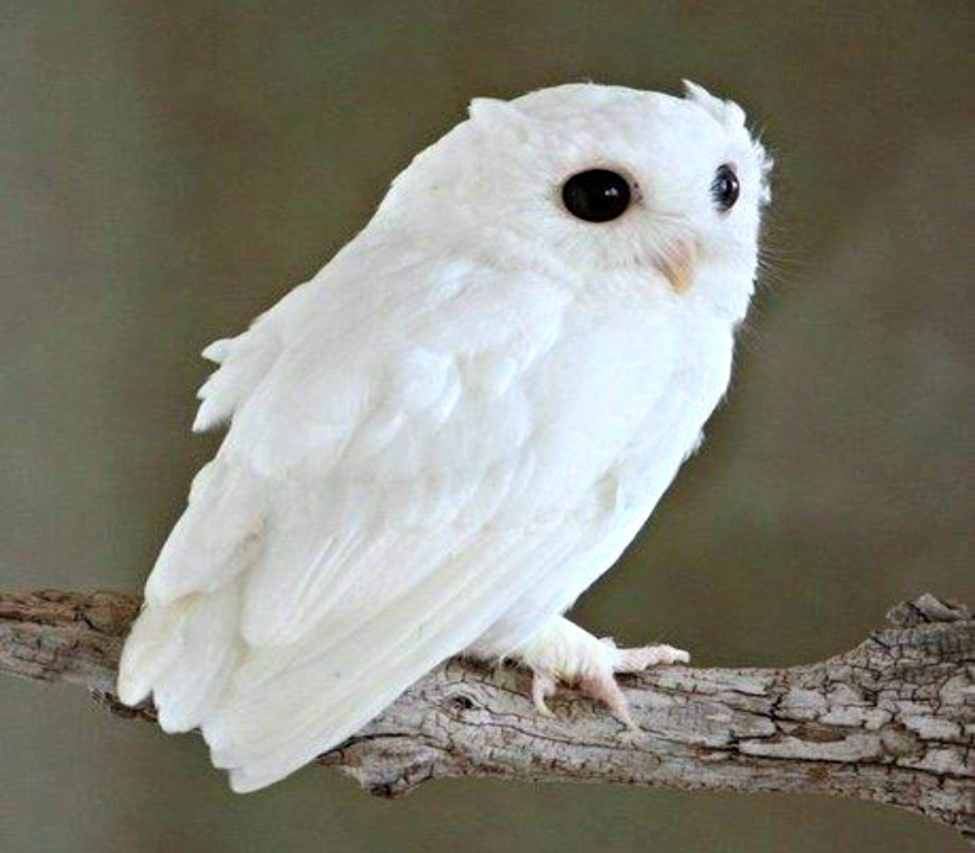 1920x1680 Wallpaper / Albino, Outdoors, Tree, Albino Owl, No People, Animals In The Wild, Owl, Bird, Branch, Animal Wildlife, Full Length, Feather, 1080P, Vertebrate, Close Up Free Download