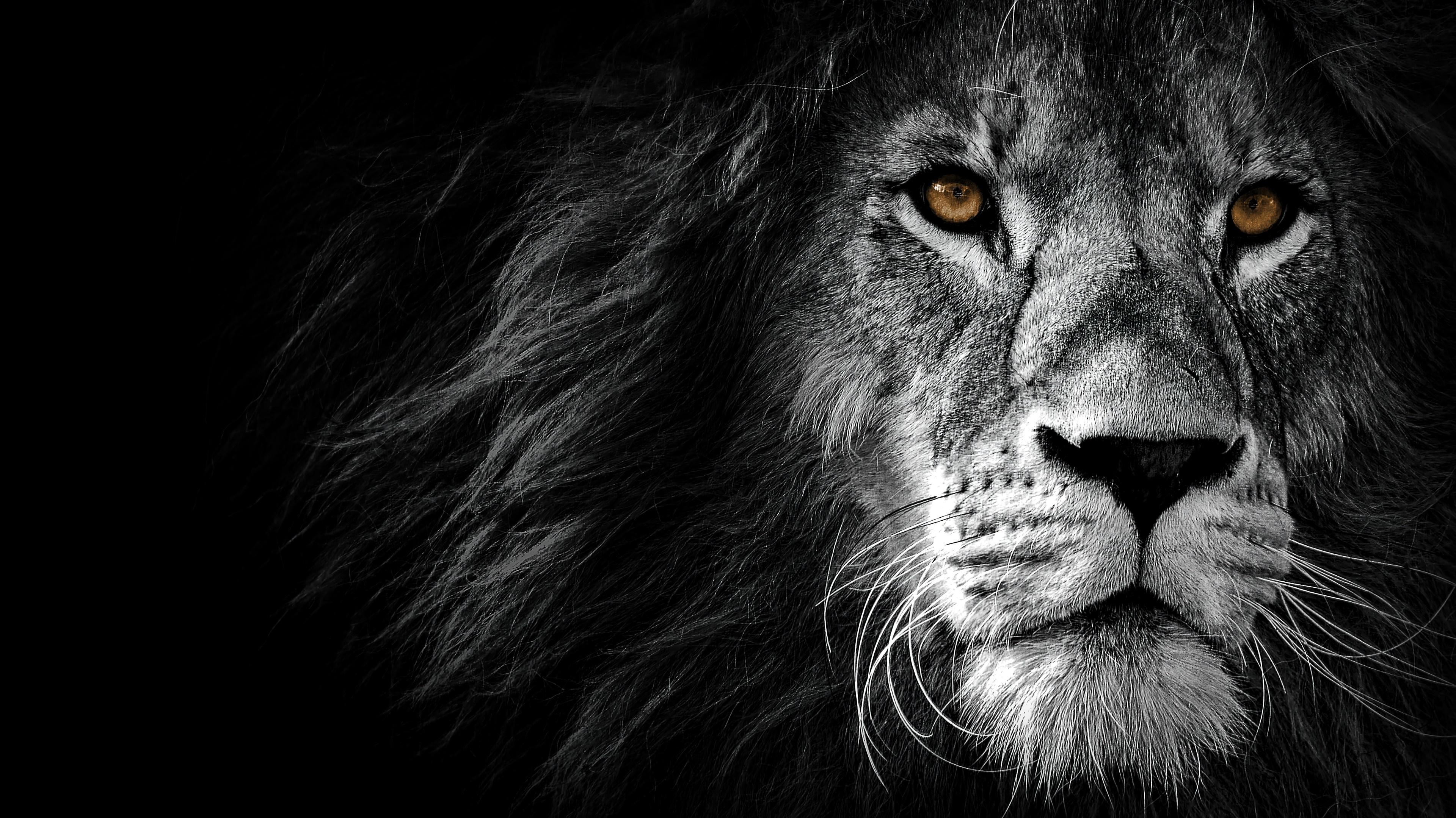 3840x2160 lion, monochrome, animal, 4k Gallery HD Wallpaper