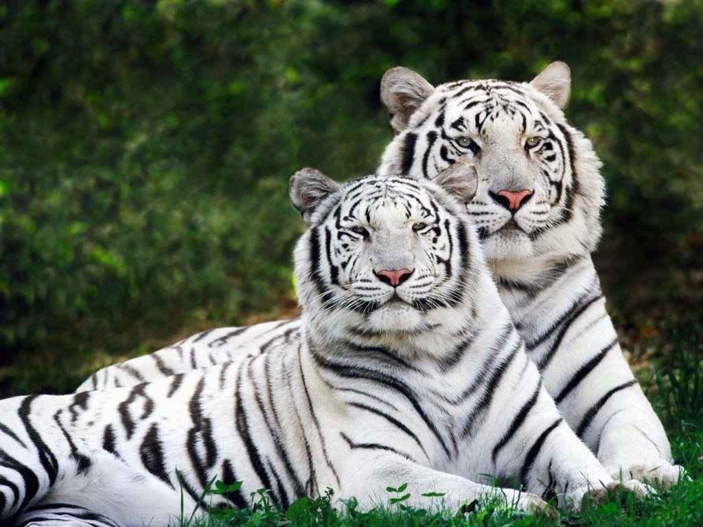 1024x768 Albino Bengal Tigers. Wild animal wallpaper, Tiger picture, White tiger