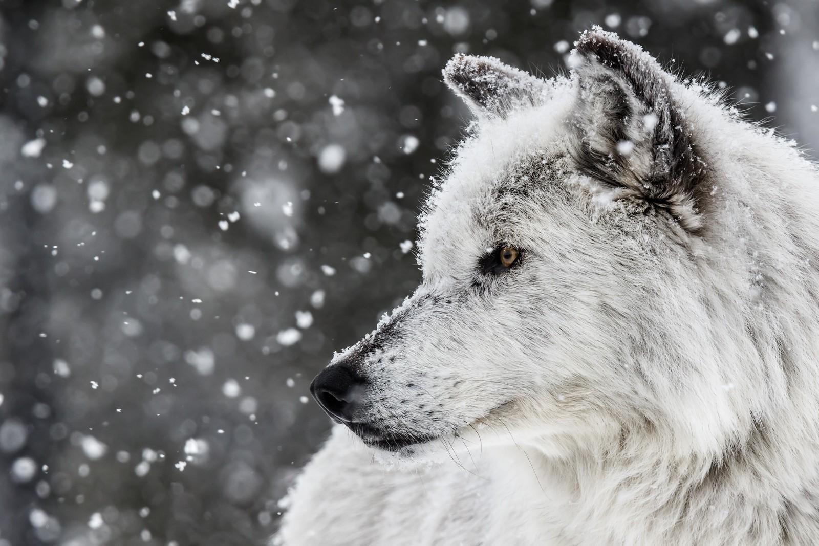 1600x1067 wolf, white, animals, snow, nature Gallery HD Wallpaper