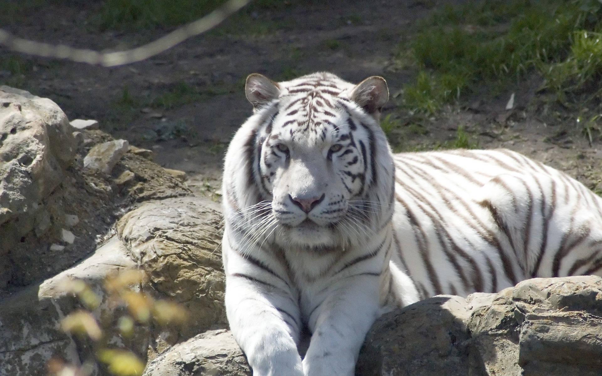 1920x1200 Download Tiger Wallpaper