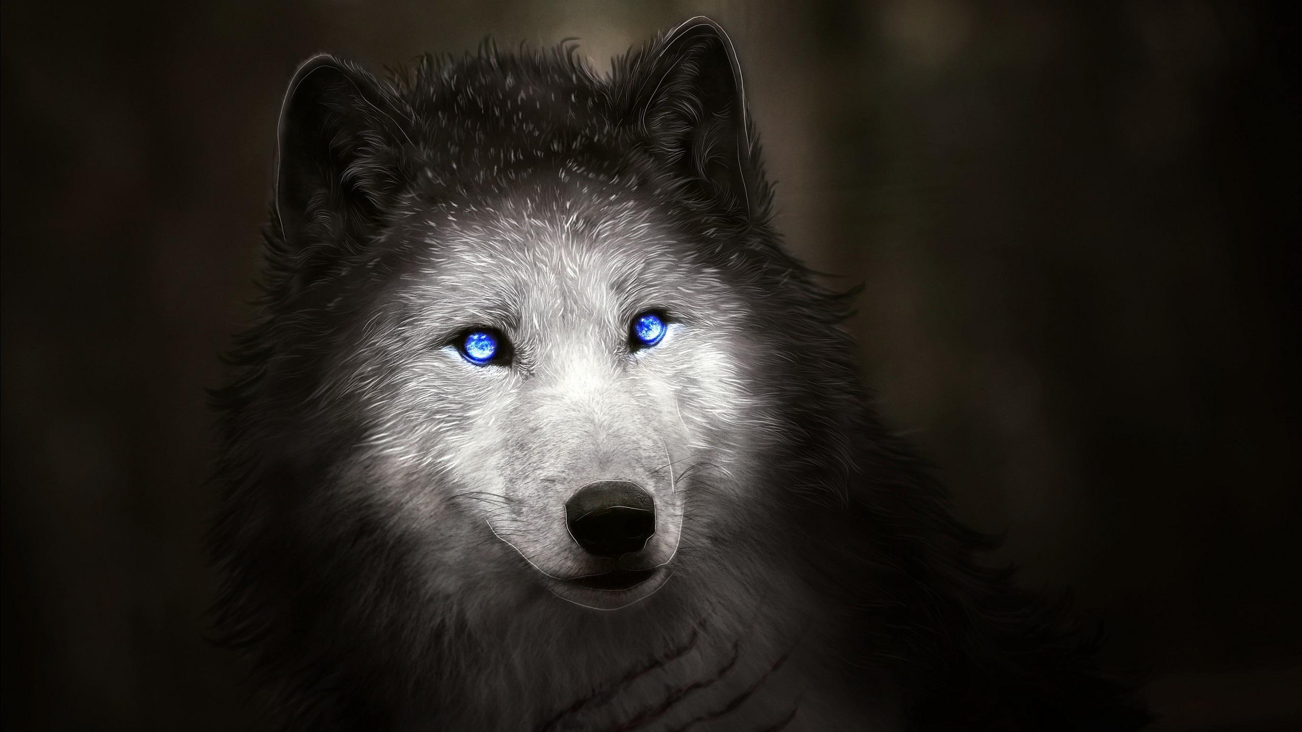 2560x1440 Wallpaper / wolf, white, animals, blue eyes, digital art free download