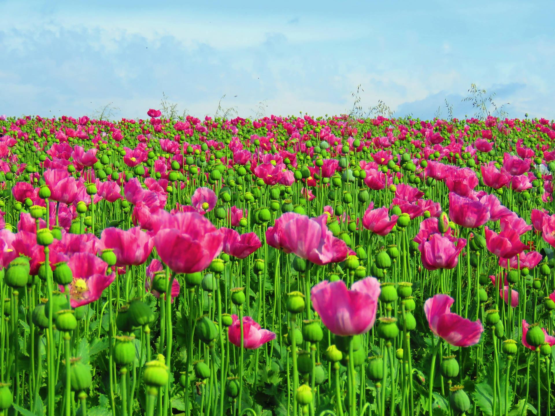 Opium Wallpapers - Top Free Opium Backgrounds - WallpaperAccess